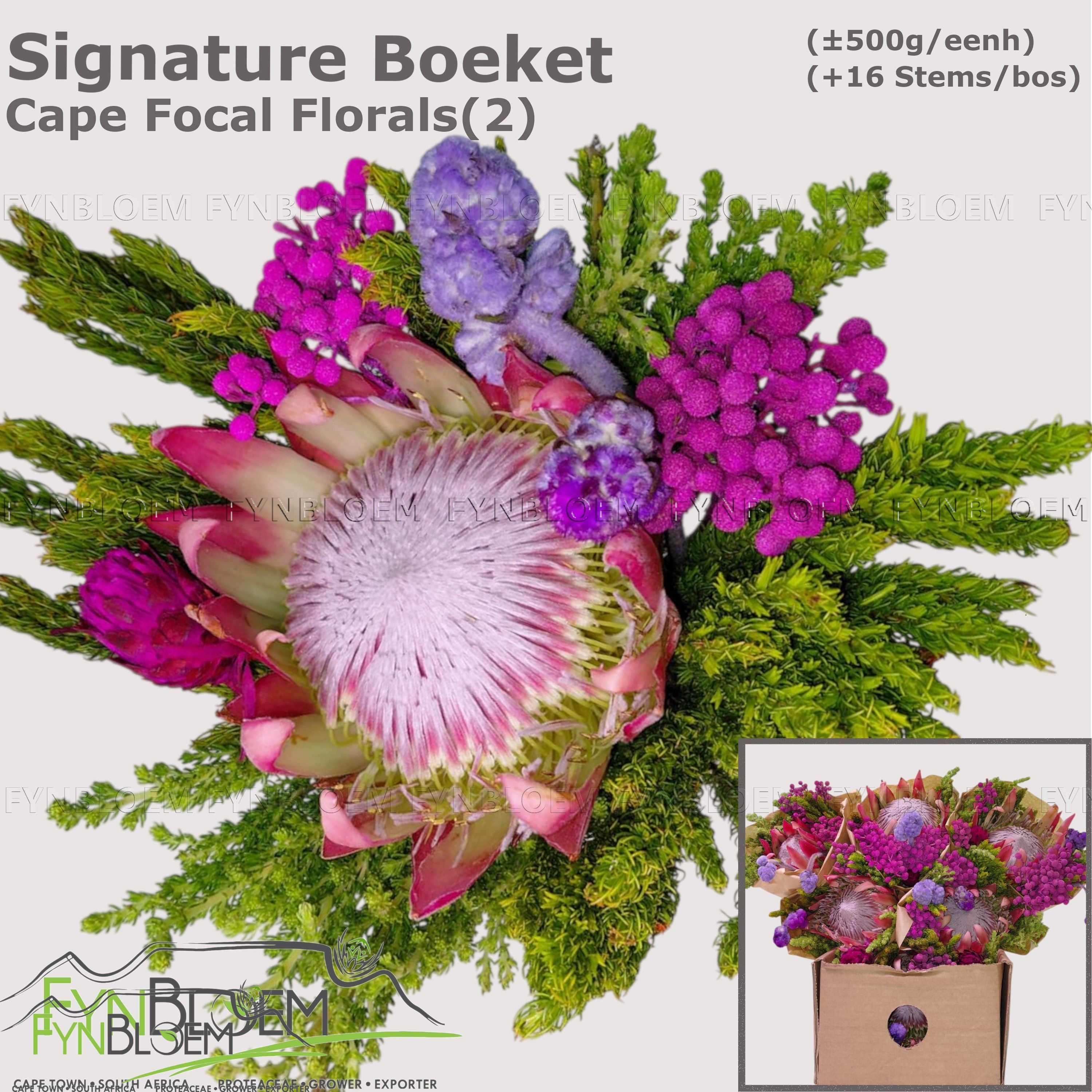 Protea Bouquet Per Bunch 50cm