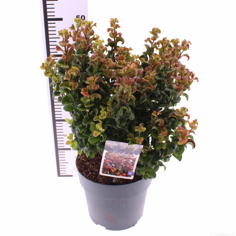 Picture of Leucothoe axillaris Curly Red P21 (4 Ltr) (LOOSE)