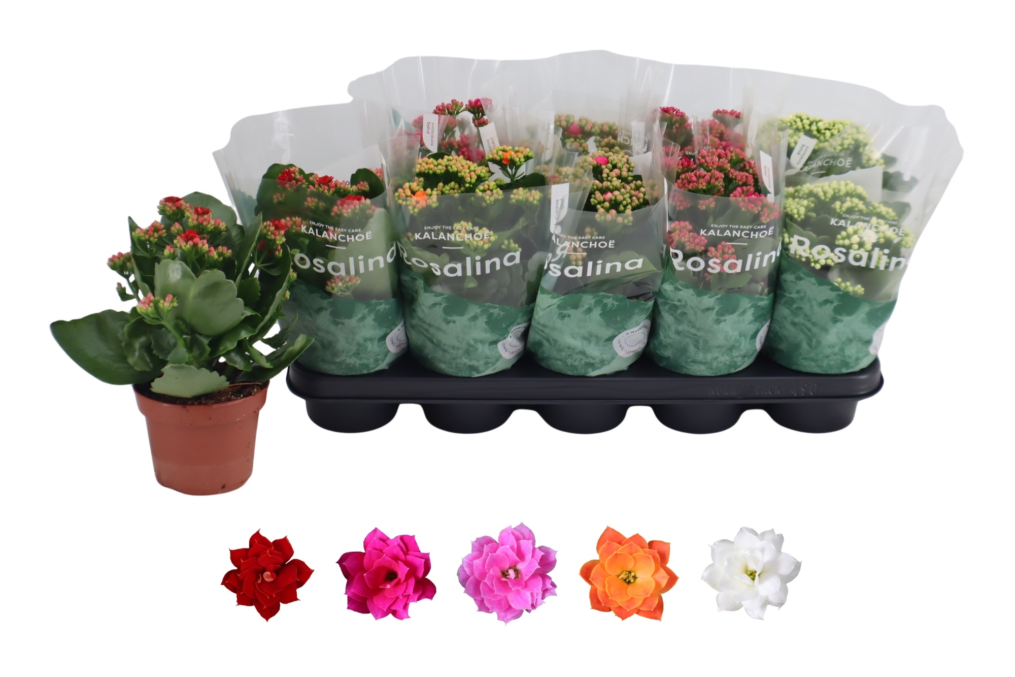 Kalan B Ge R Gem 5KL 12Ø 27cm