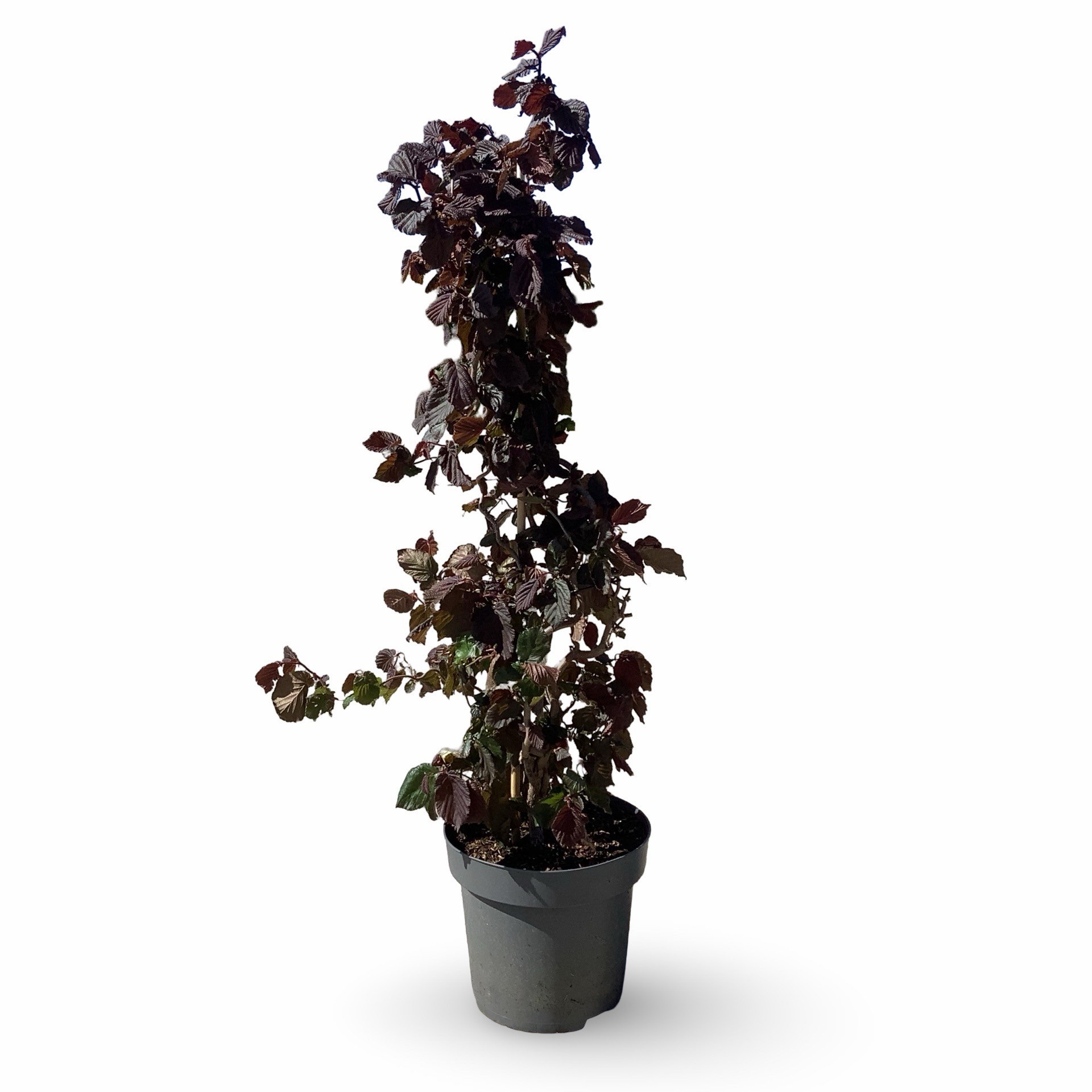 Corylus a. 'Red Majestic'