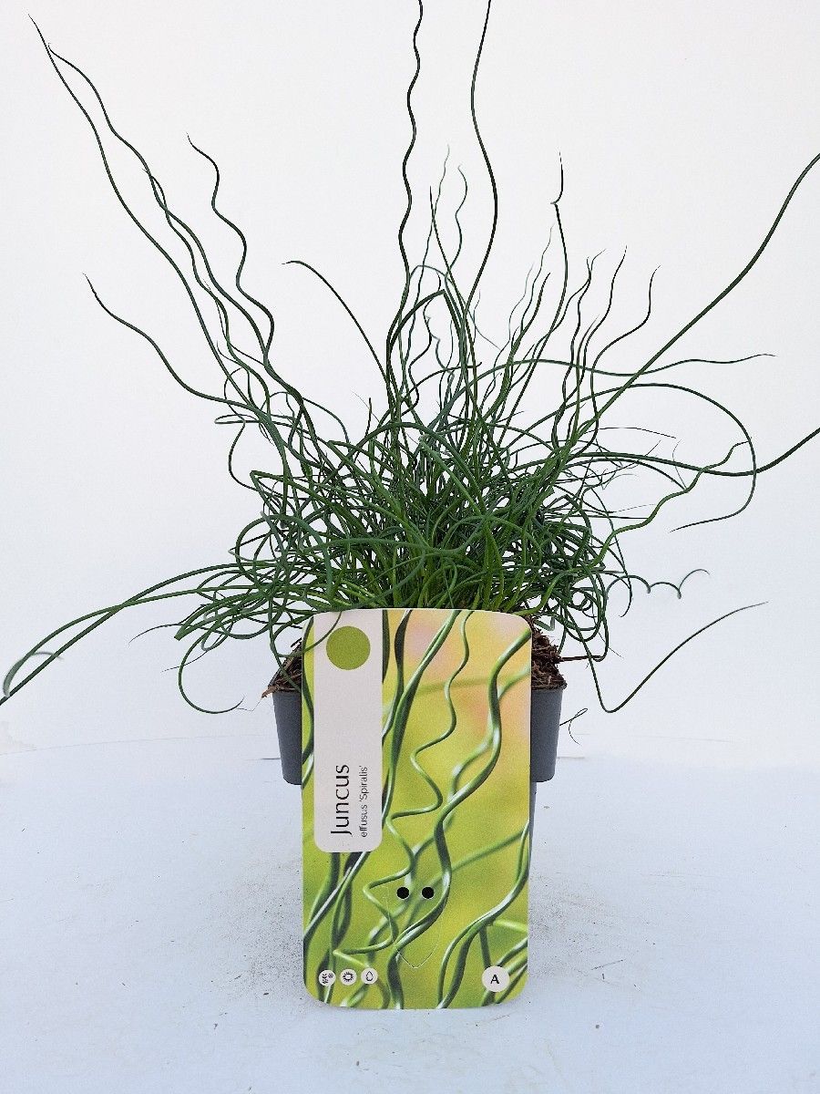 Juncus effuses 'Spiralis'