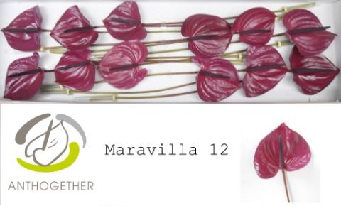 Anthurium Maravilla 13Ø