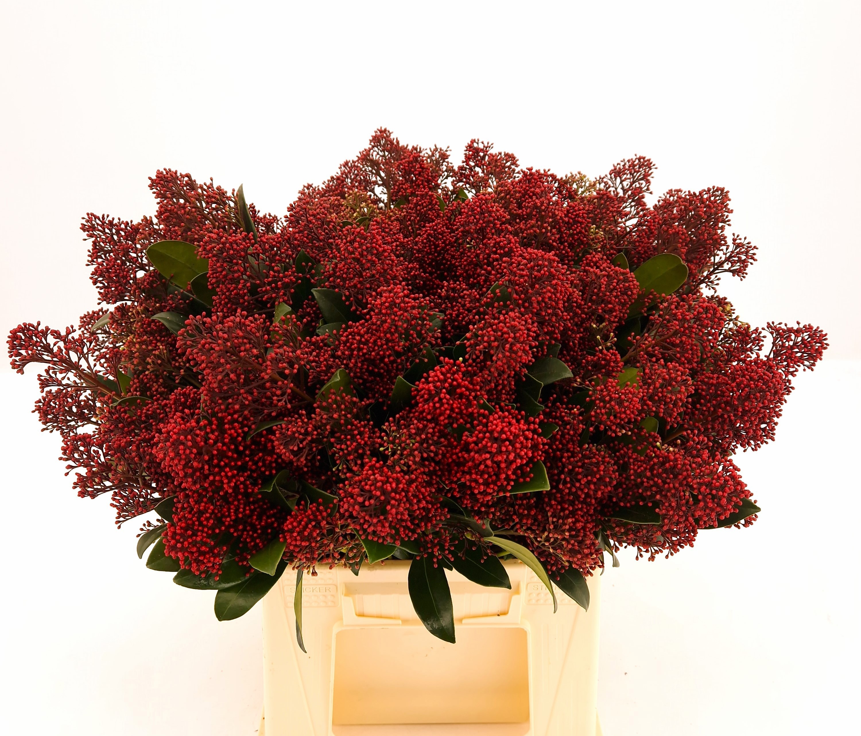 Skimmia Japonica Rubella 40cm