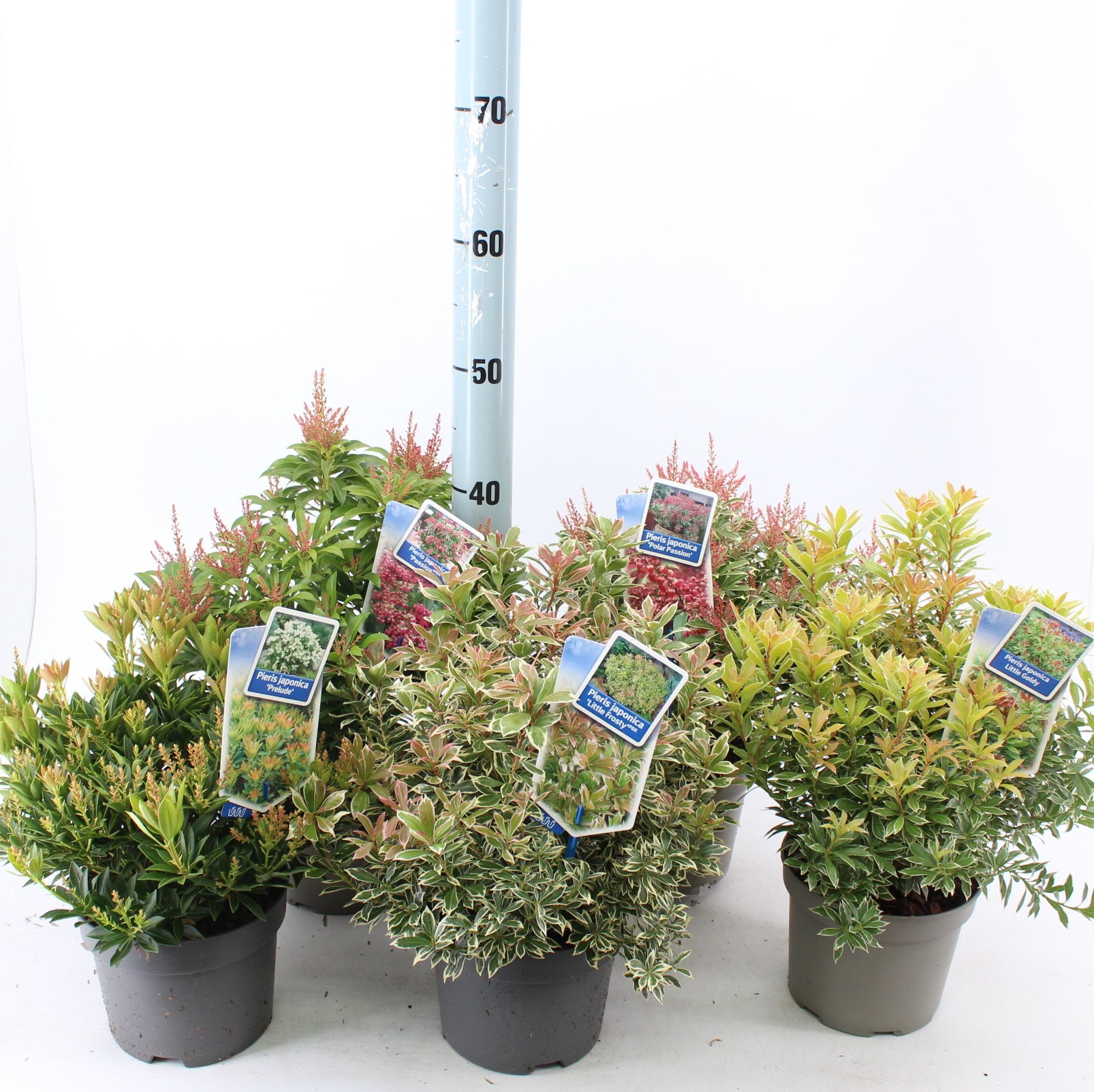 Picture of Pieris jap. in varieties (minimum order one layer)