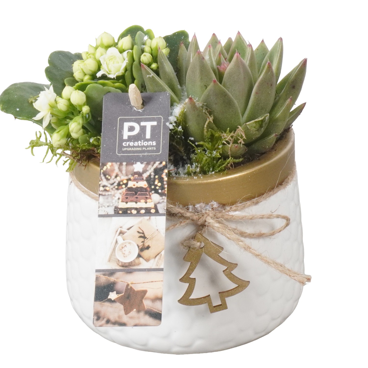 Picture of PTKB9364 Arrangement X-Mas in ceramic pot P11 16CM