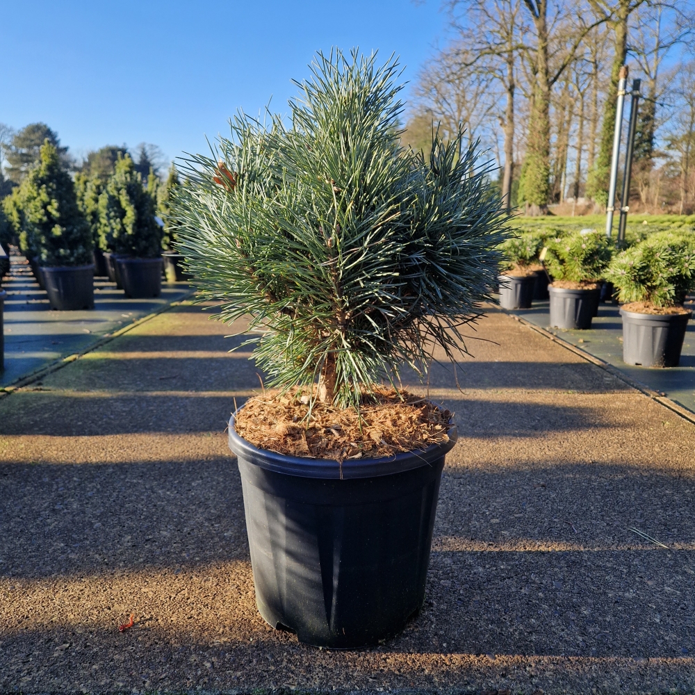 Picture of Pinus sylvestris Chantry Blue C12 35/40 (LOOSE)