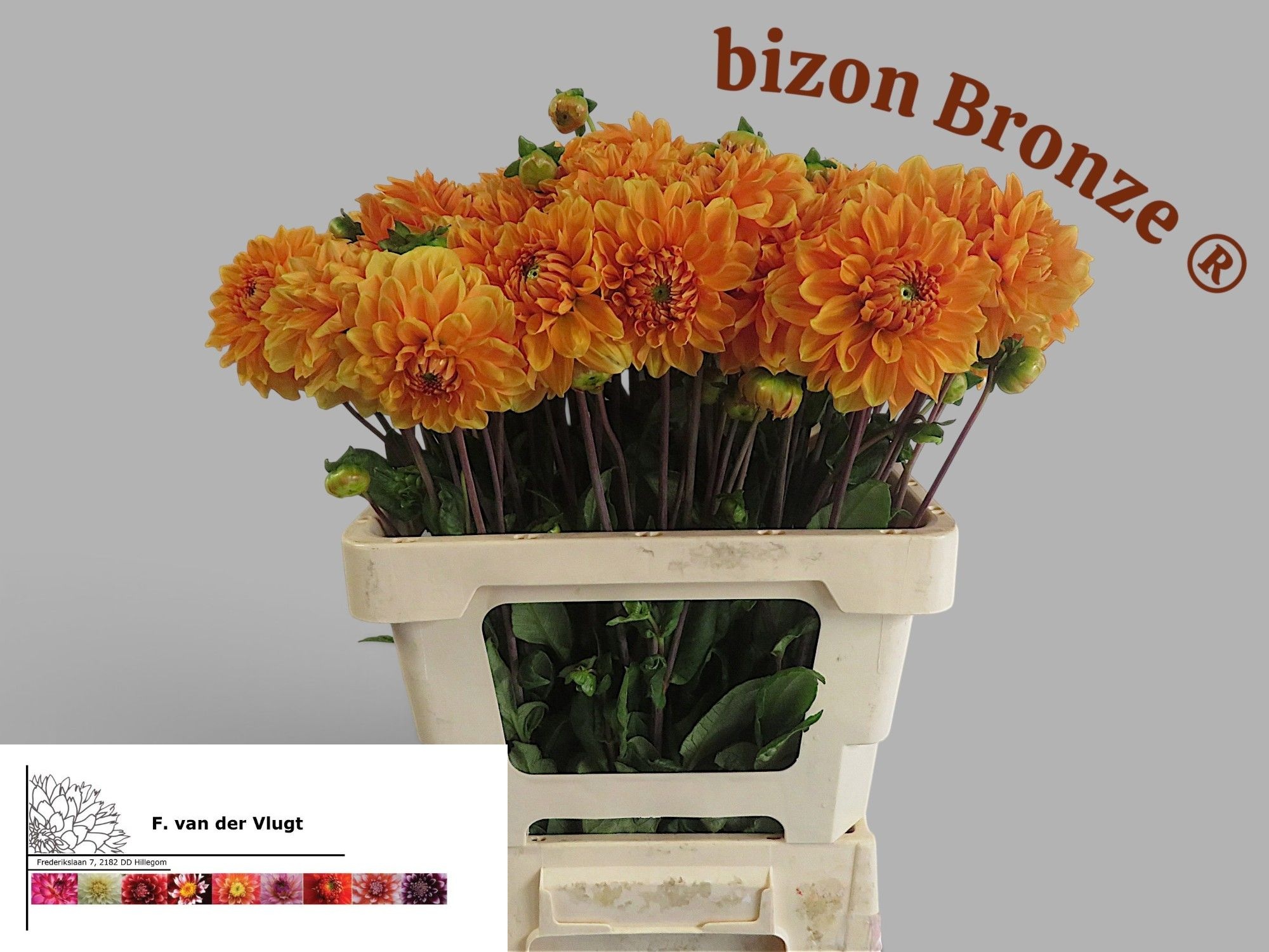 Dahlia Bizon Bronze 50cm