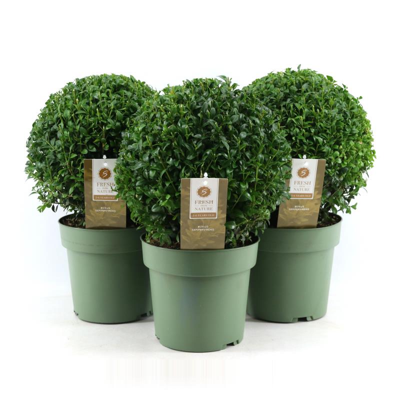 Picture of Buxus semp. Ball Ø25cm P21