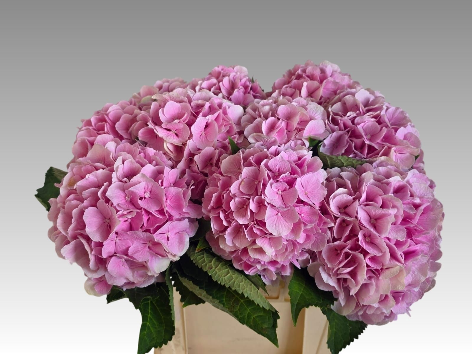 Hydrangea Verena Pink 60cm 20Ø