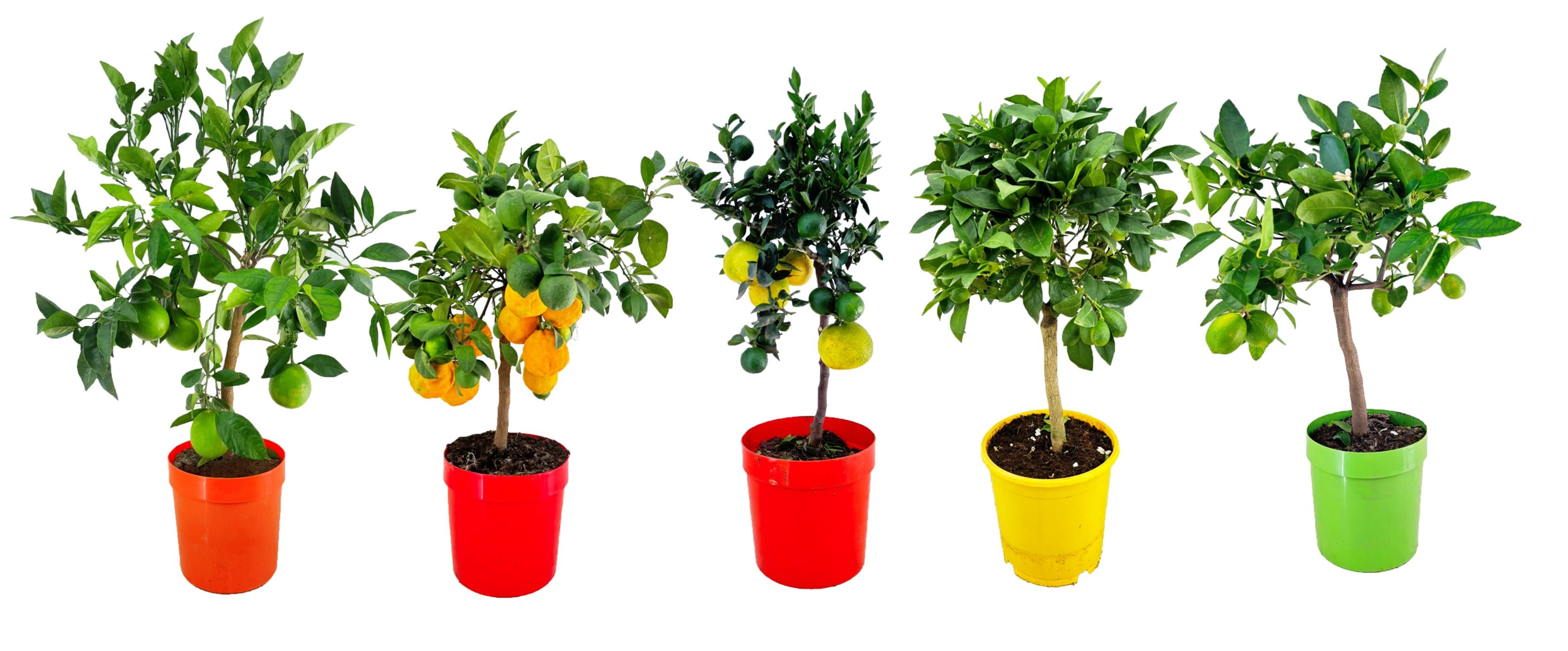 Picture of Citrus in varieties P21 (4 Ltr)