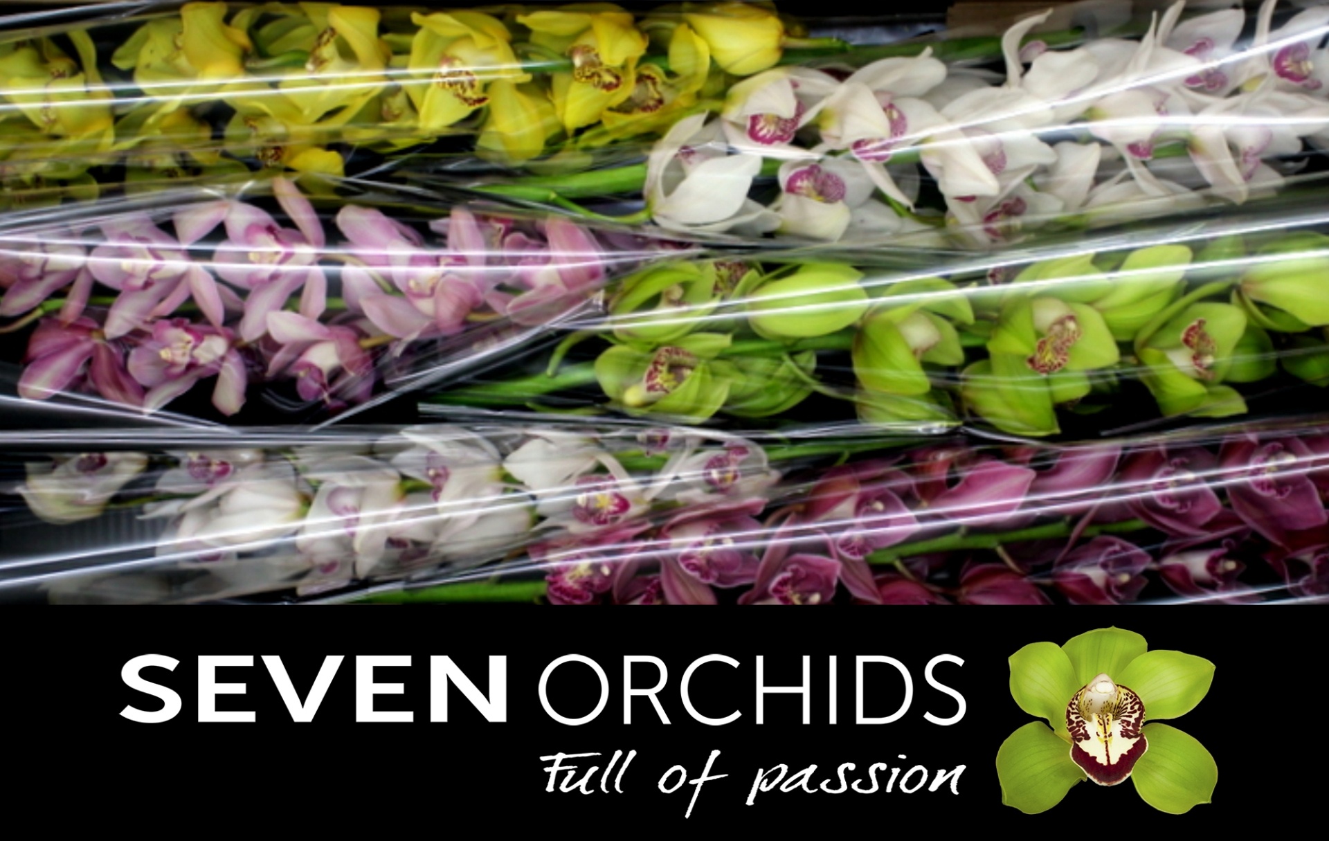 Cymbidium Asst 13bl
