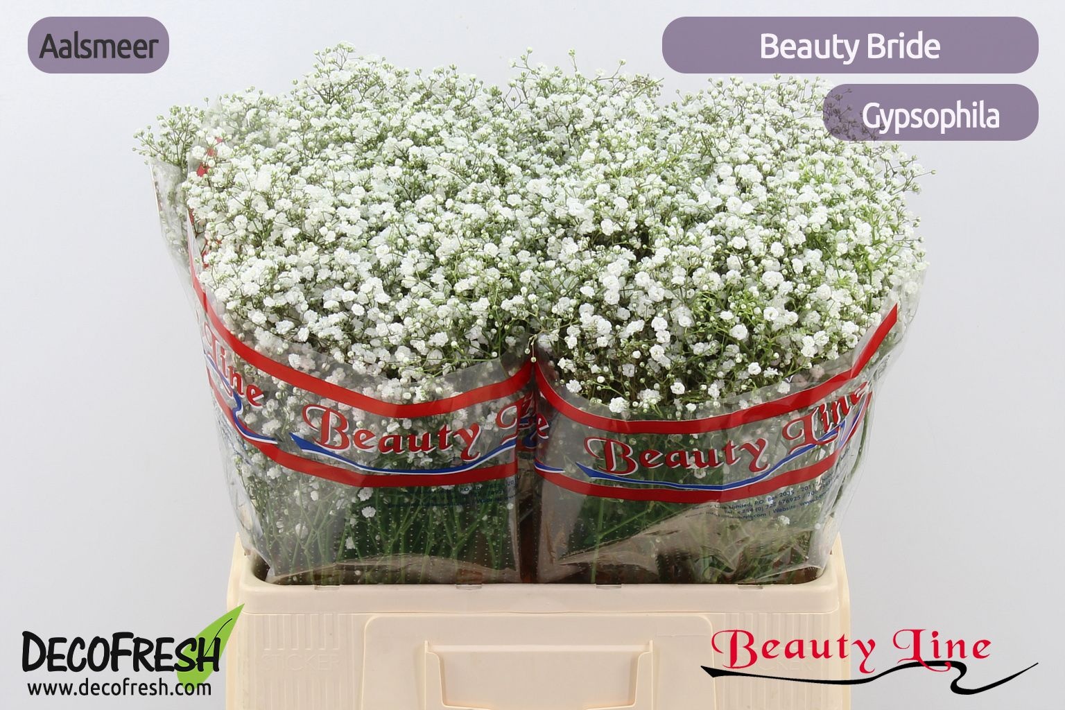 Gypsophila Beauty Bride 60cm 16gram