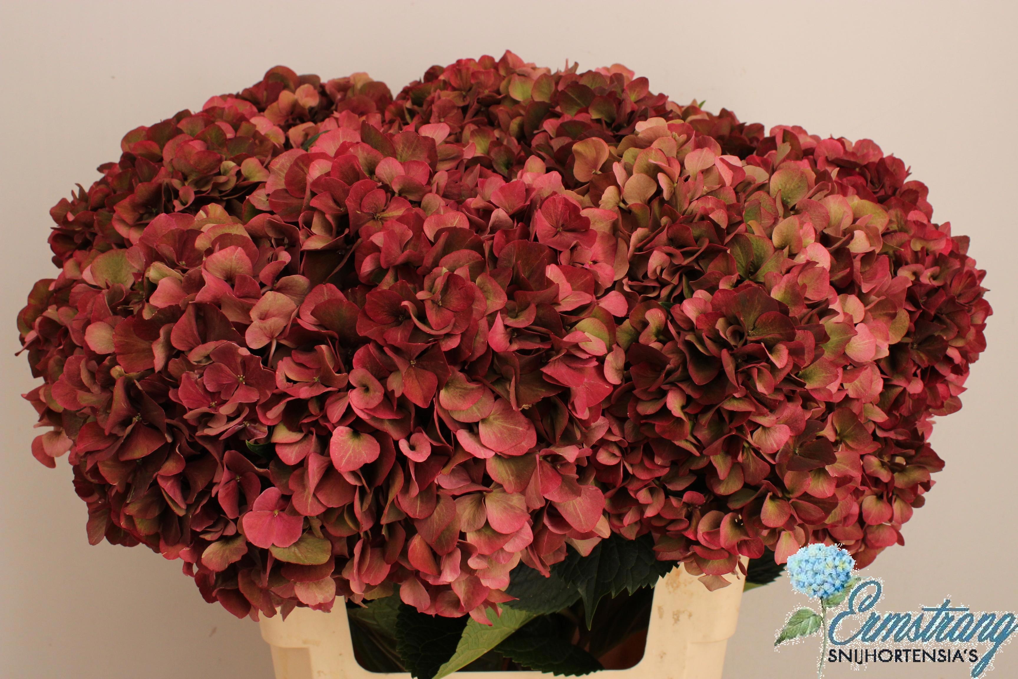 Hydrangea Ruby Pink Classic 60cm 18Ø