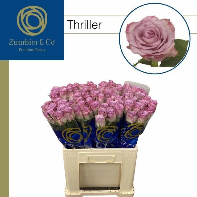 Rosa Thriller 60cm