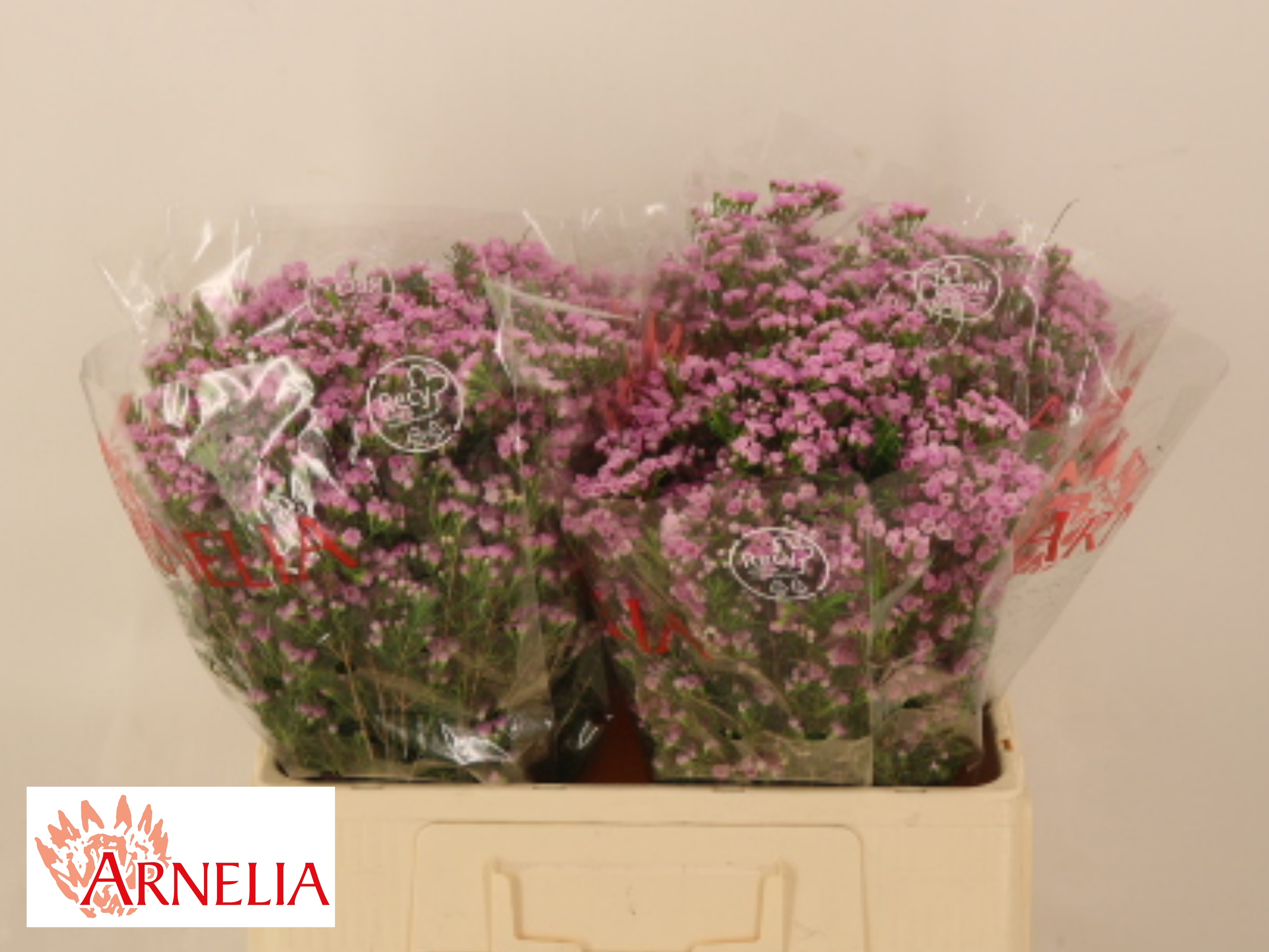 Chame Un Pirouette 50cm 20gram