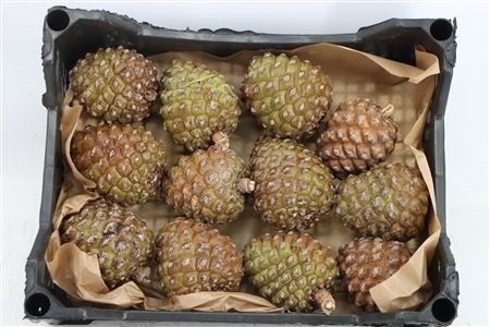 Stick Pine Cone Wax