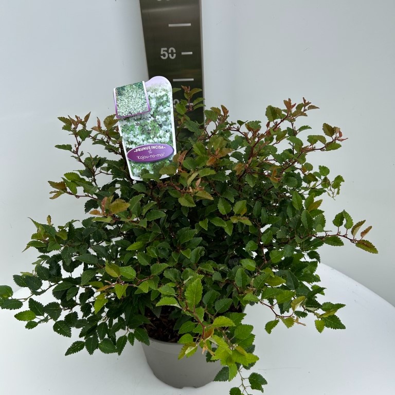 Picture of Prunus inc. Kojou-no-mai P23 (5 Ltr)