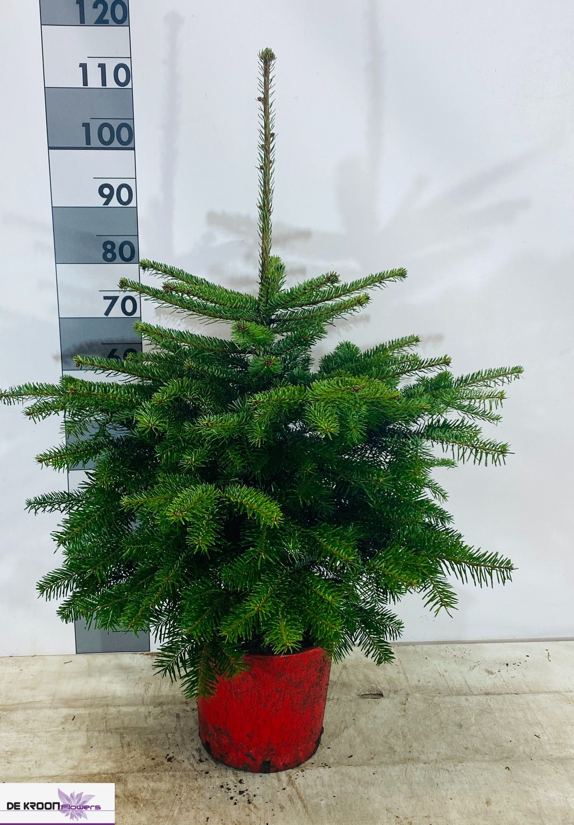 Abies Nordmanniana 22P 100H