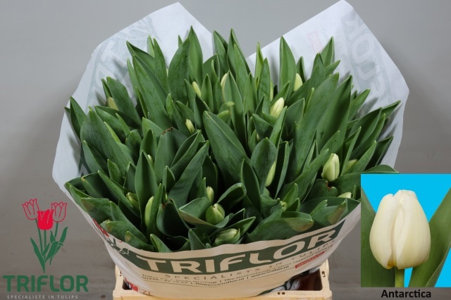 Tulipa Antarctica 41cm 36gram