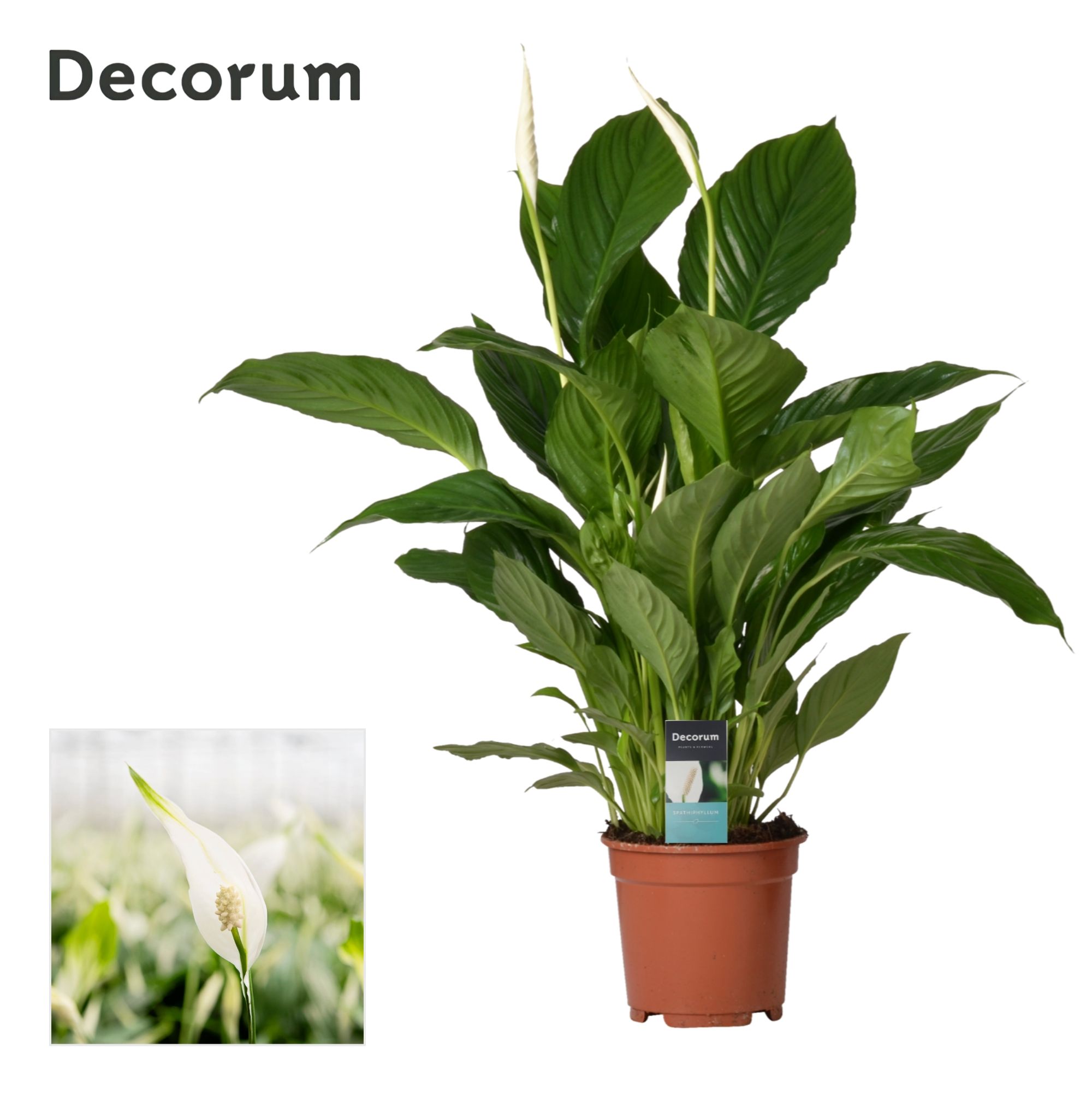 Picture of Spathiphyllum Vivaldi Decorum P17 65CM