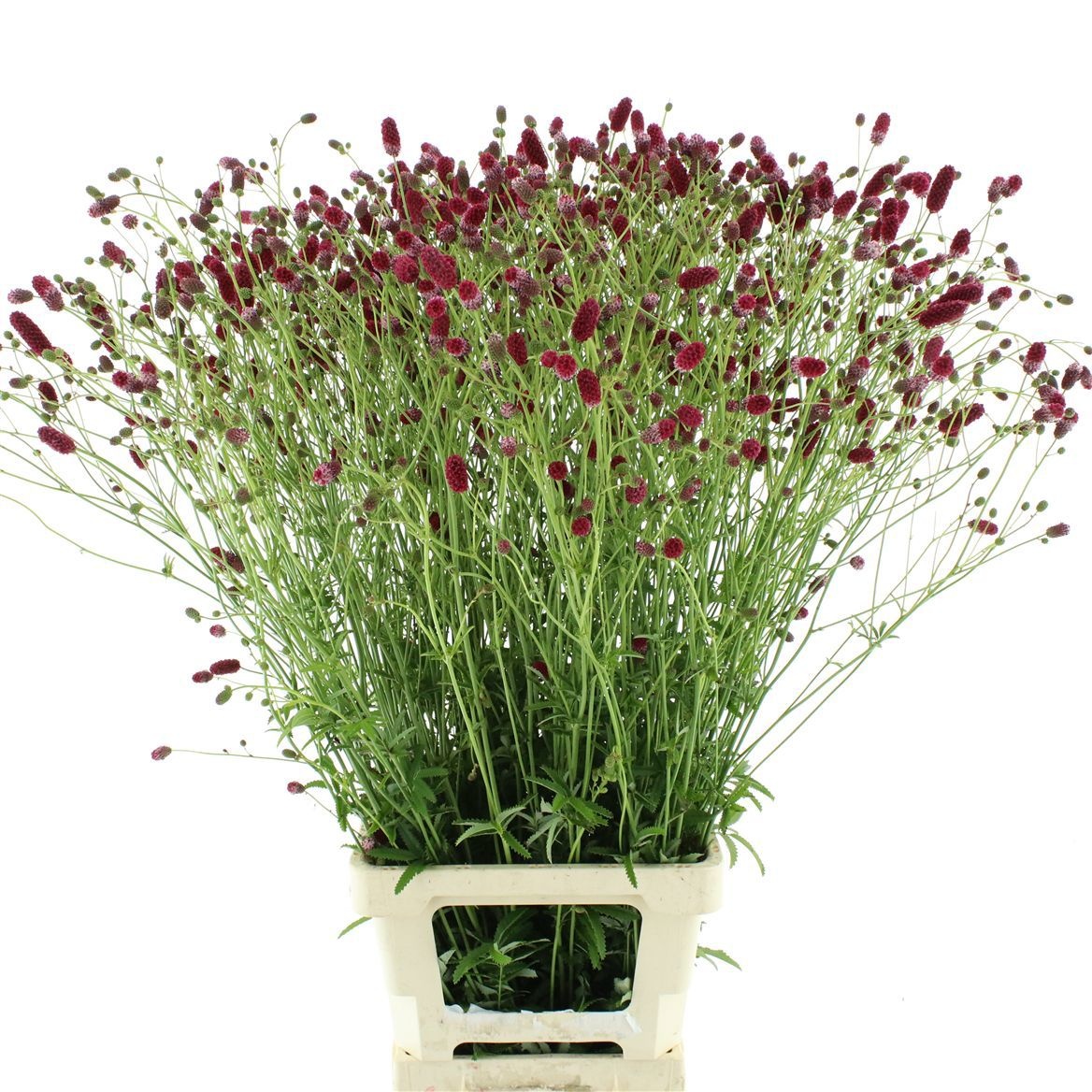 Sanguisorba O Arnhem 100cm