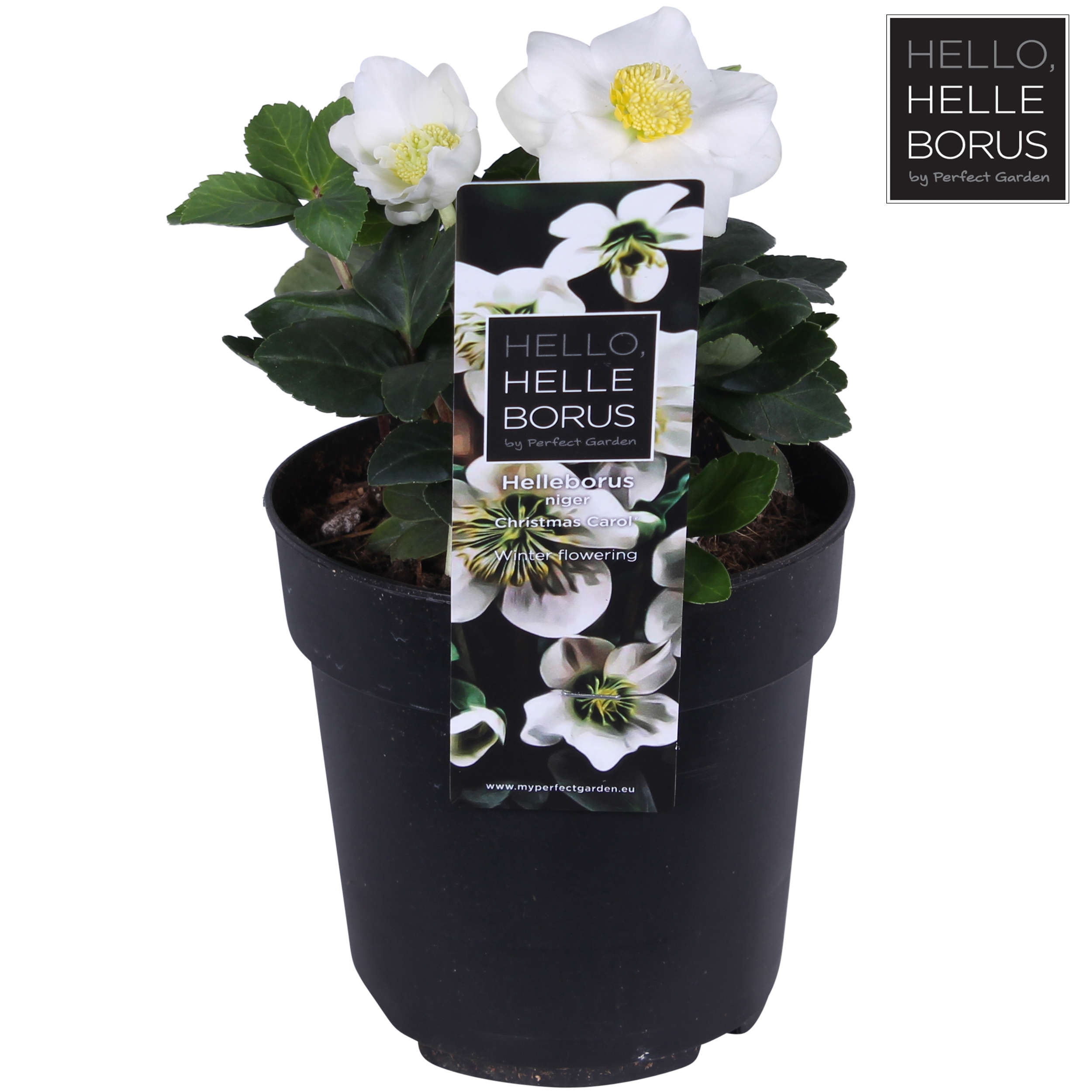 Picture of Helleborus niger Christmas Carol (Small) P12