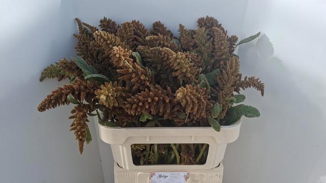 Amaranthus Green 70cm