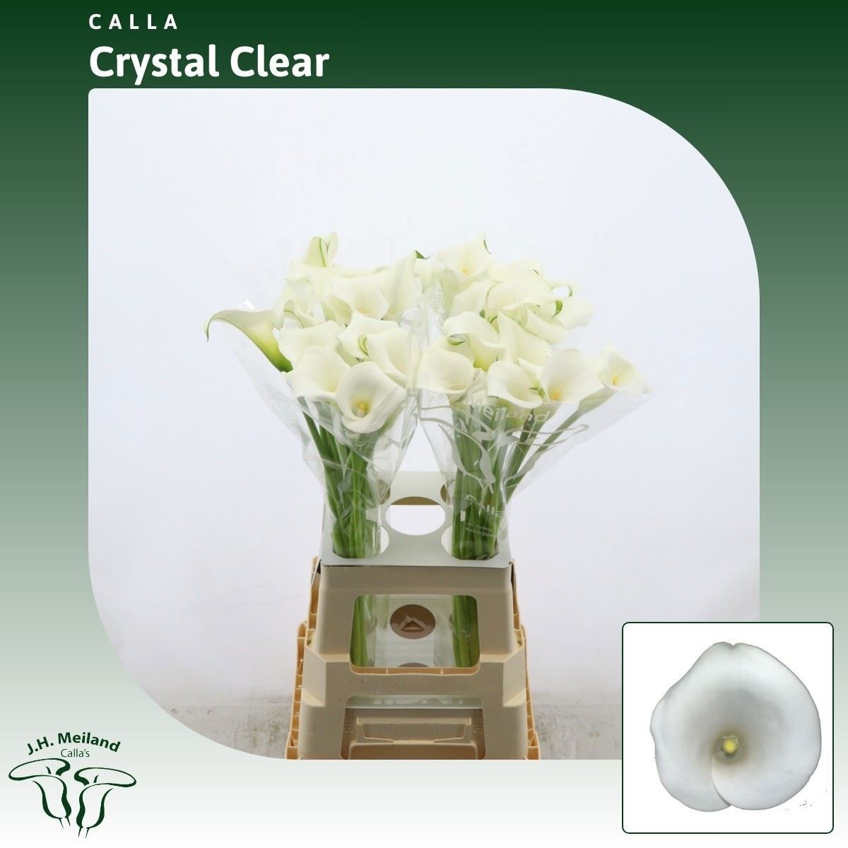 Calla Crystal Clear 70cm