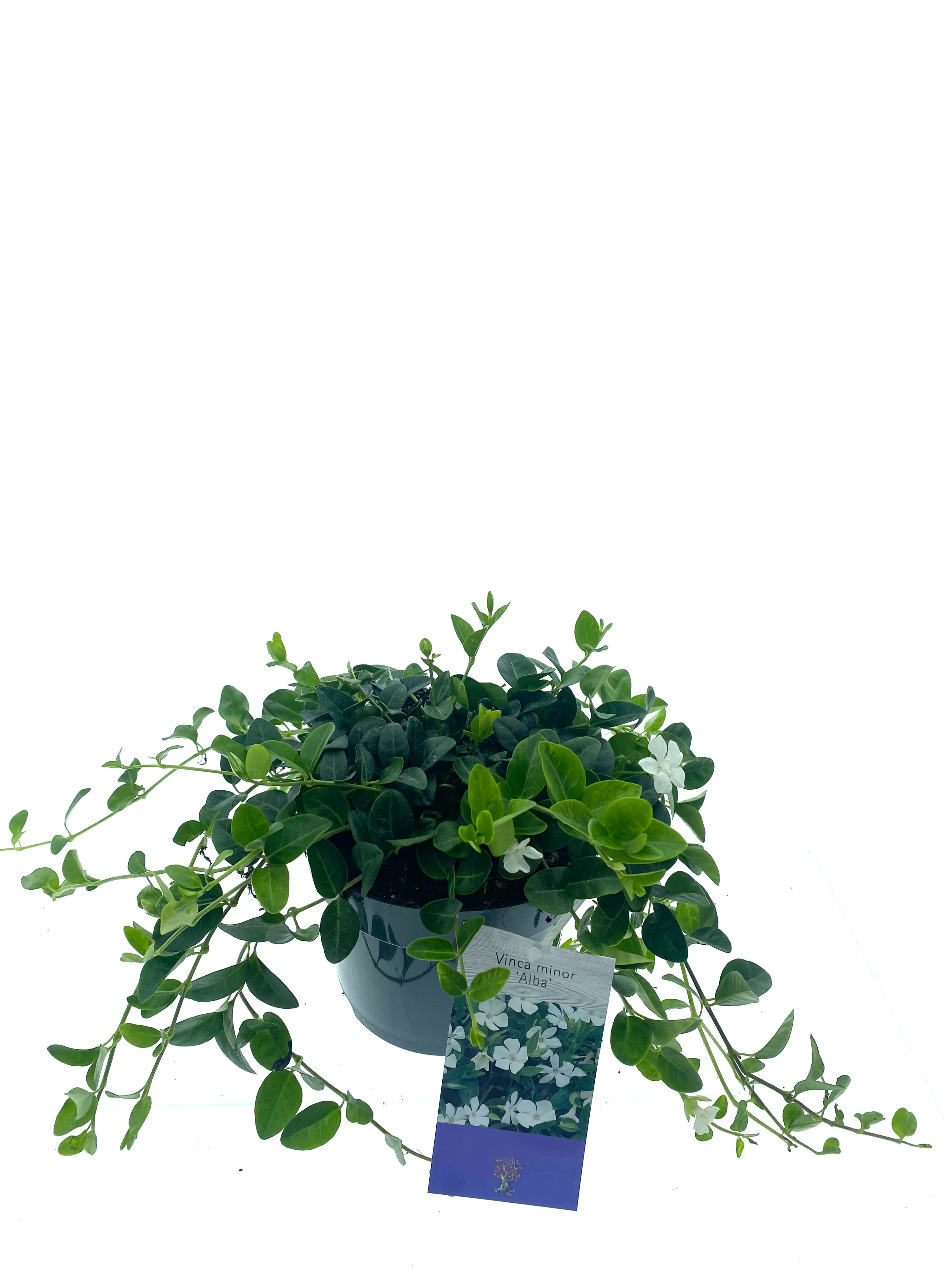 Vinca minor 'Alba'