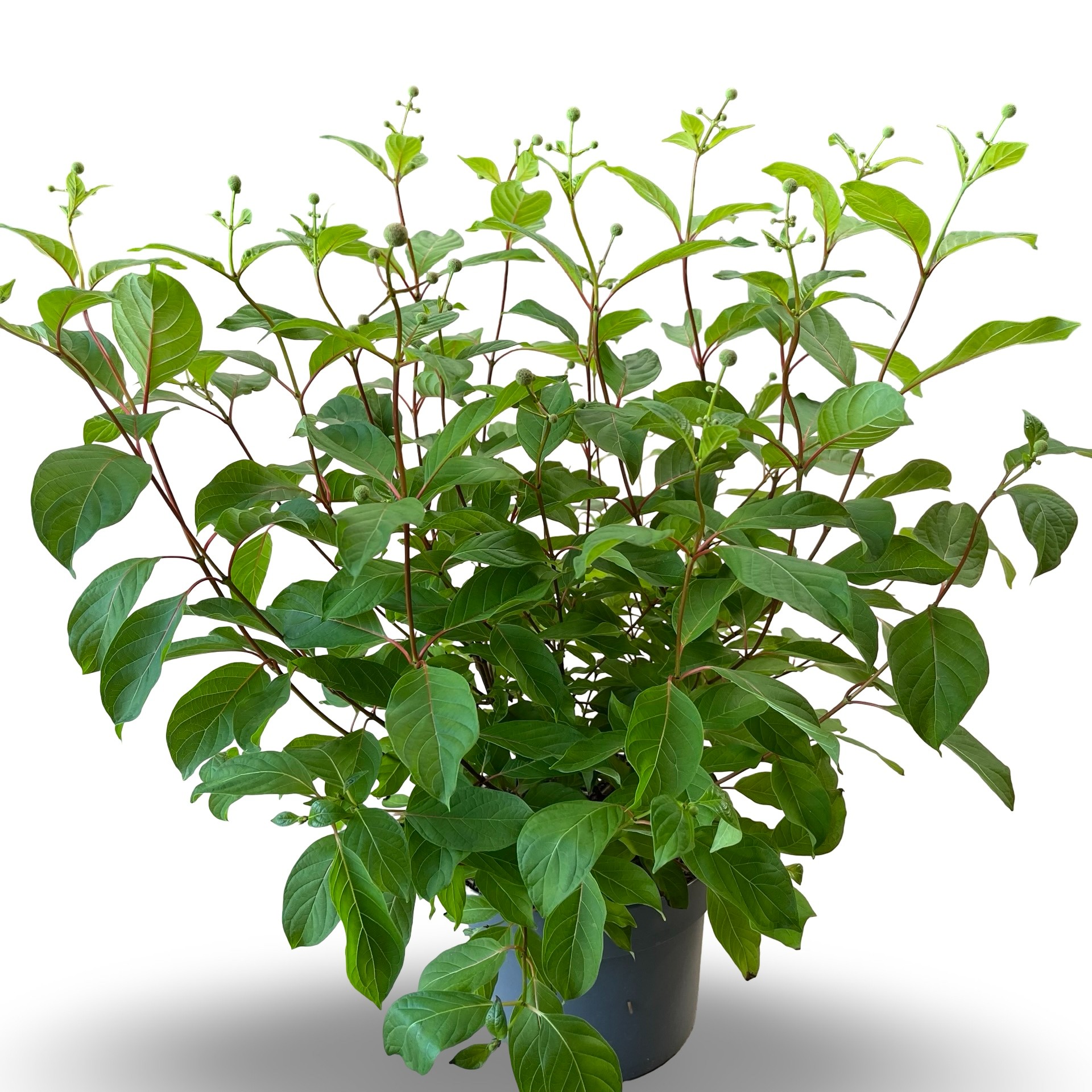 Cephalanthus occidentalis