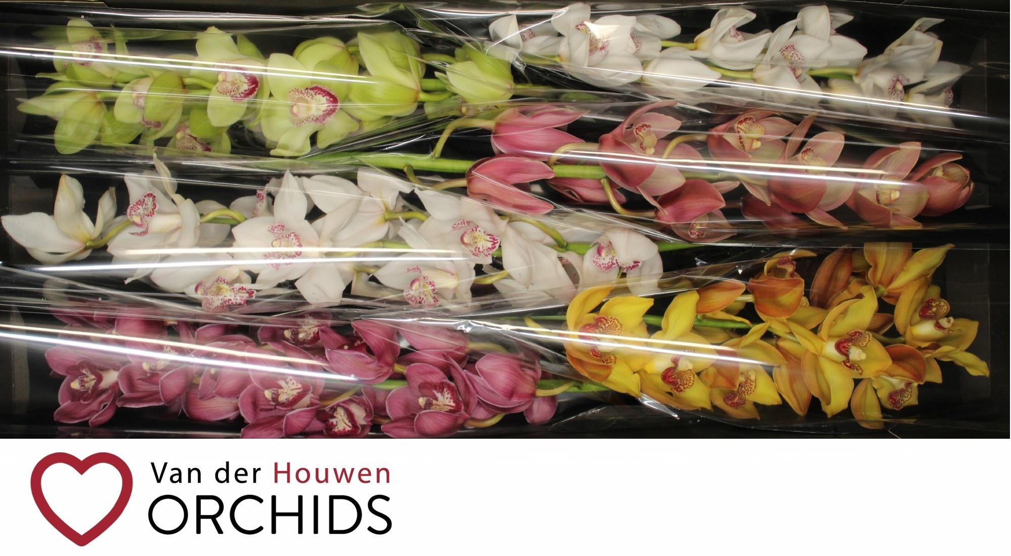 Cymbidium Asst 13bl