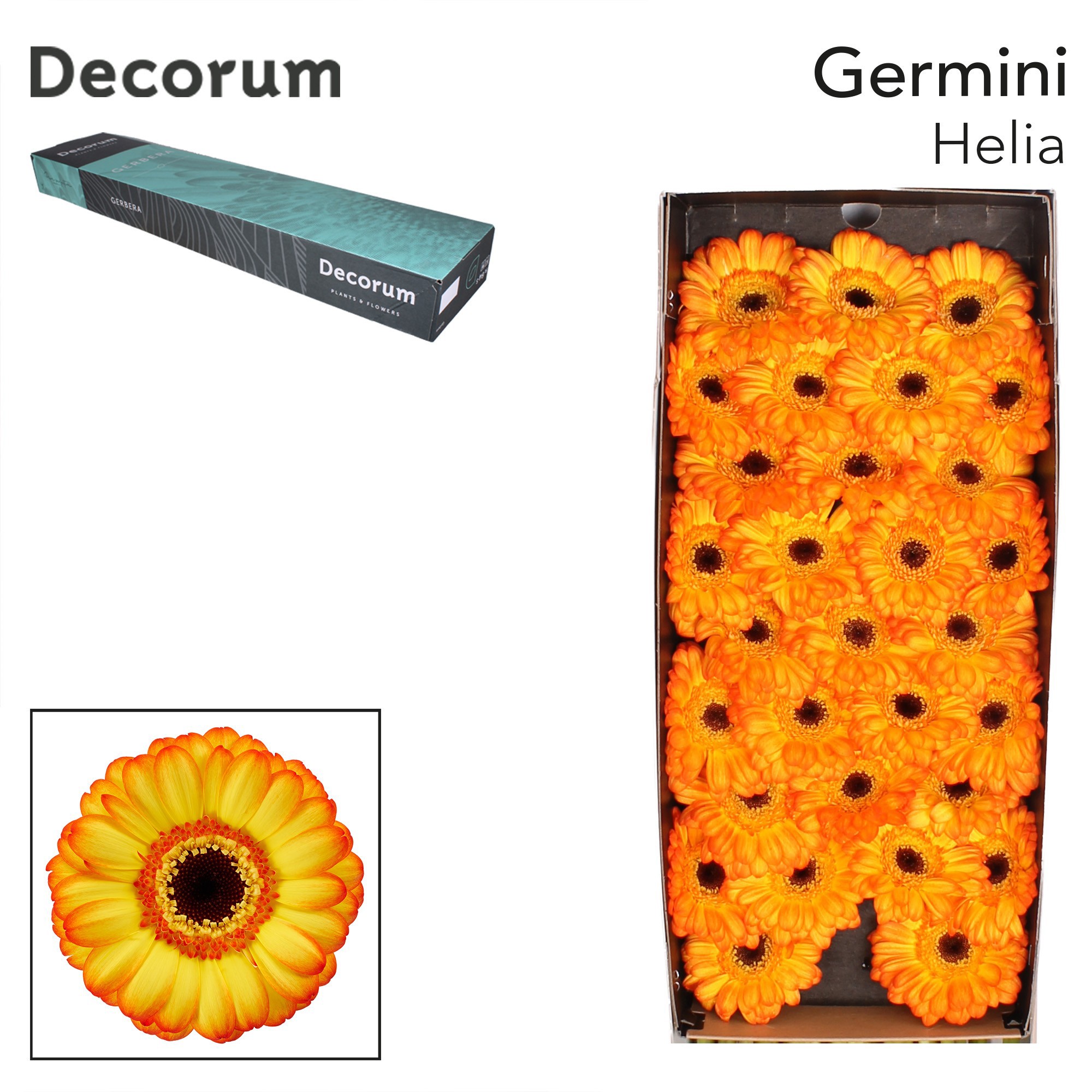 Germini Helia Doos