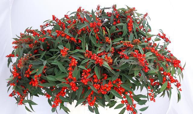 Euphorbia Spray Red Surprise 80cm