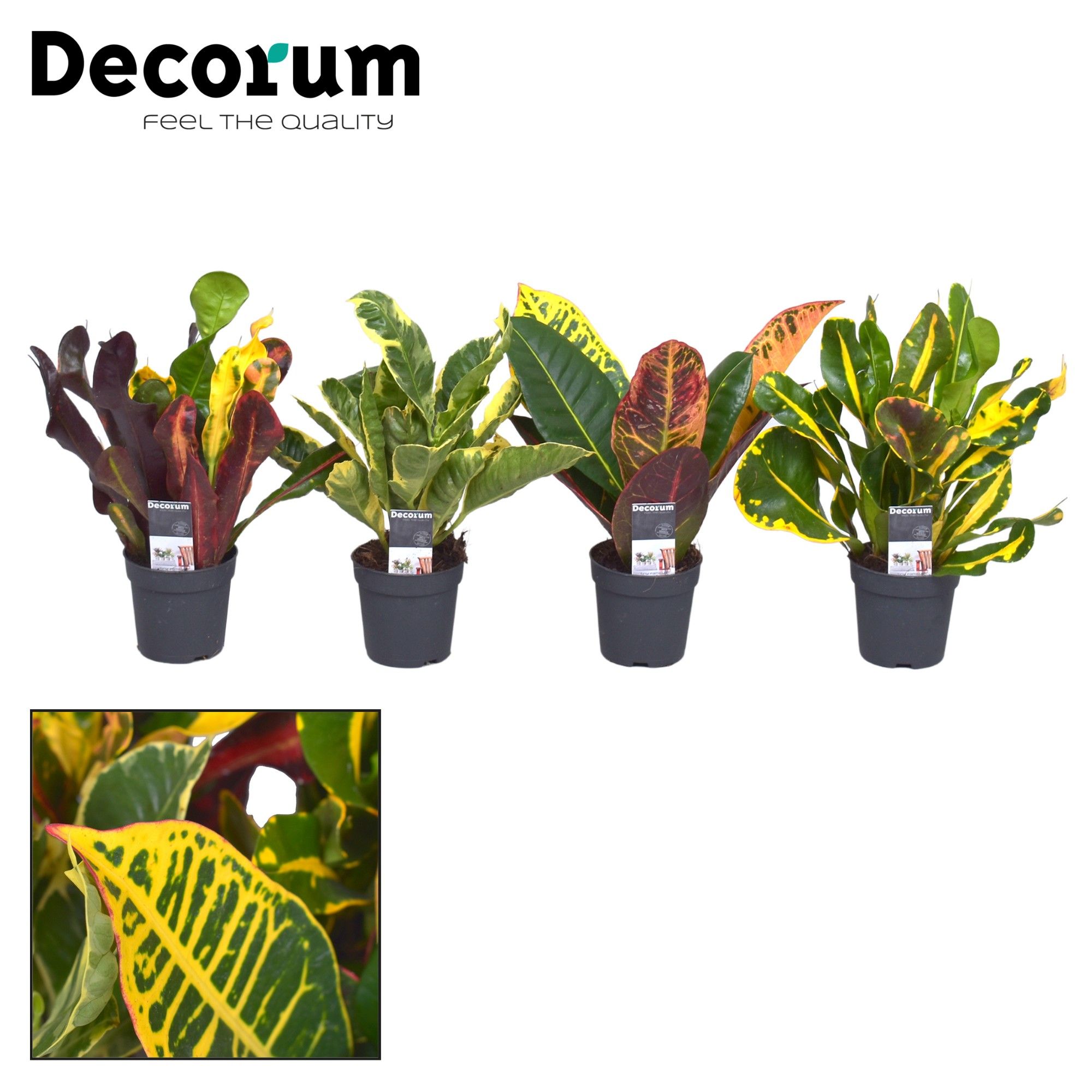 Picture of Croton head cutting varieties (Decorum) P7 20CM