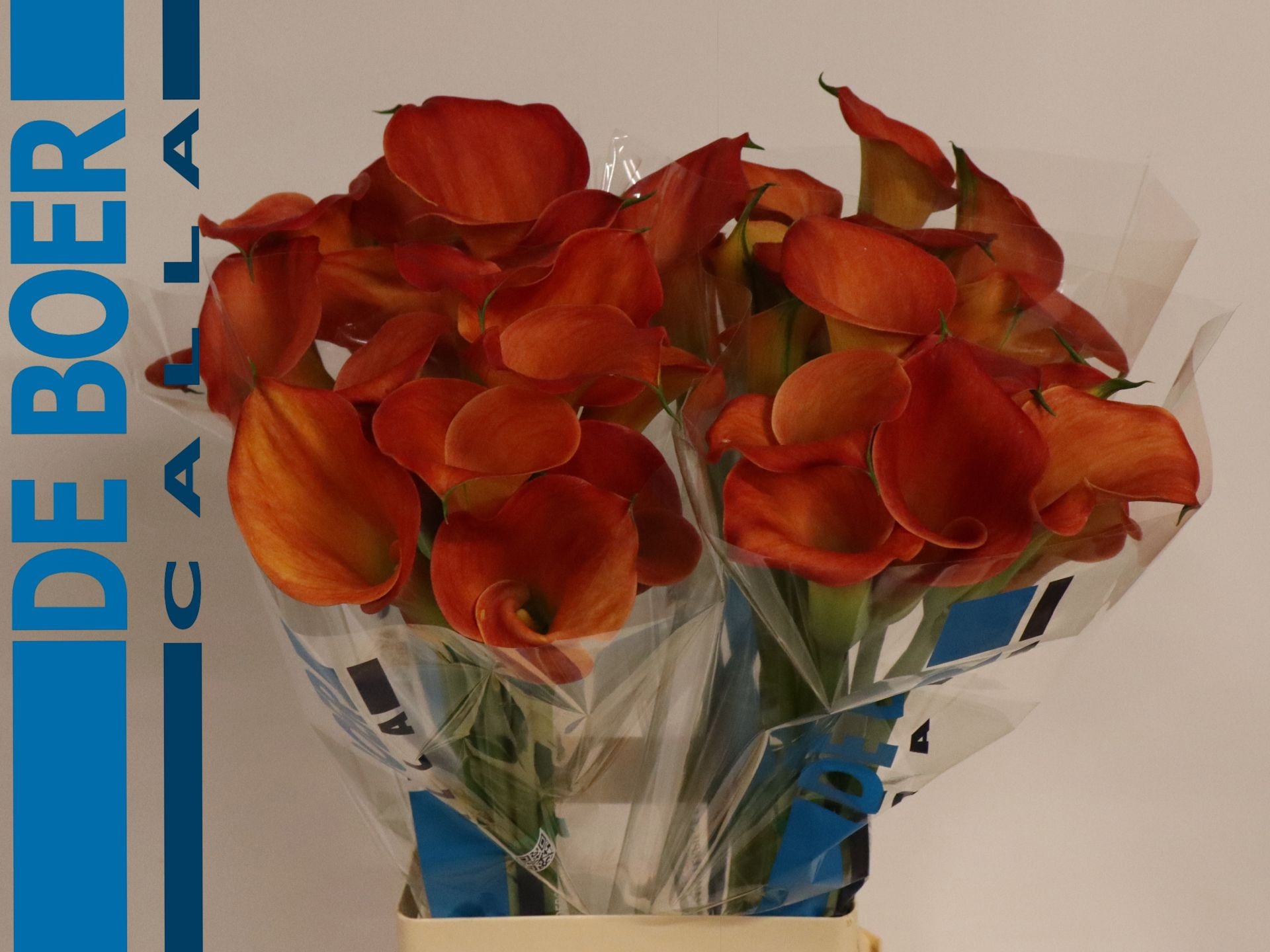 Calla Sunset Passion 70cm