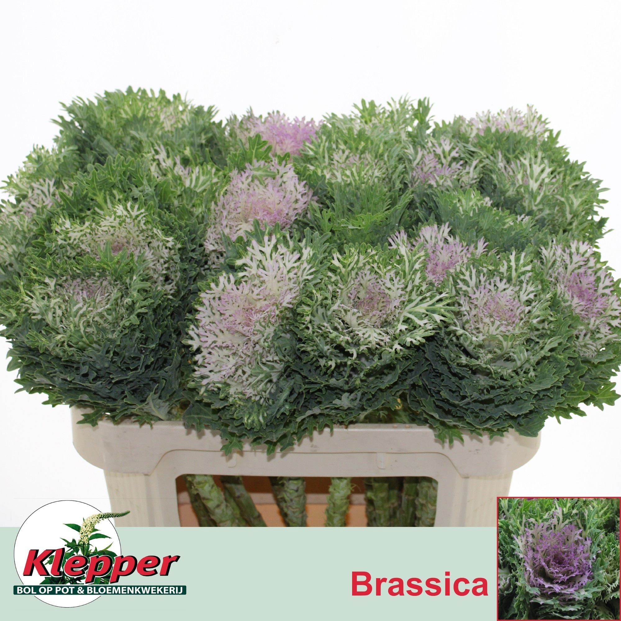 Brassica Crane King 70cm