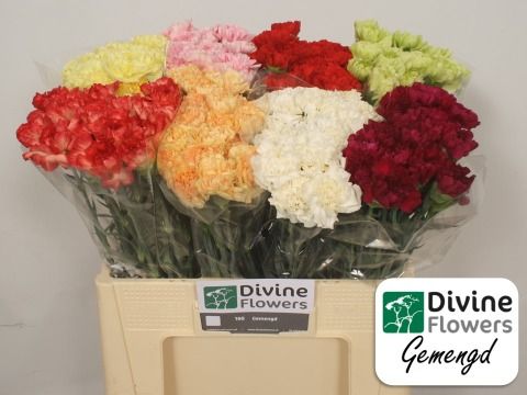 Dianthus St Mixed In Bucket 50cm