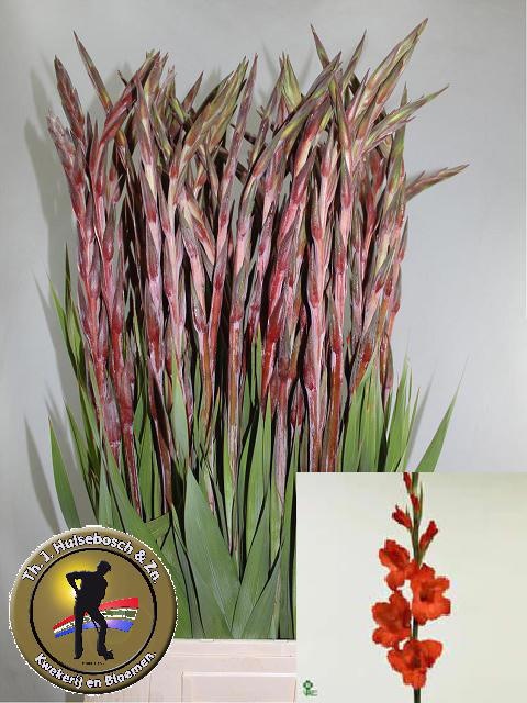 Gladiolus Magma 100cm 170gram