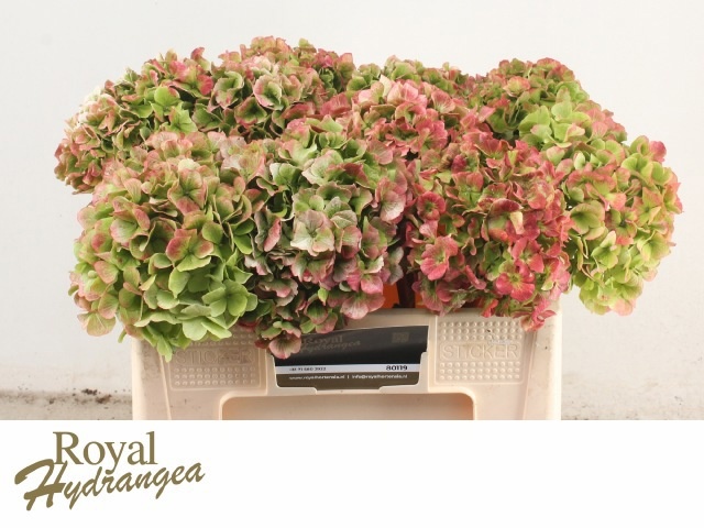 Hydrangea Verena Classic Red Green 50cm 17Ø