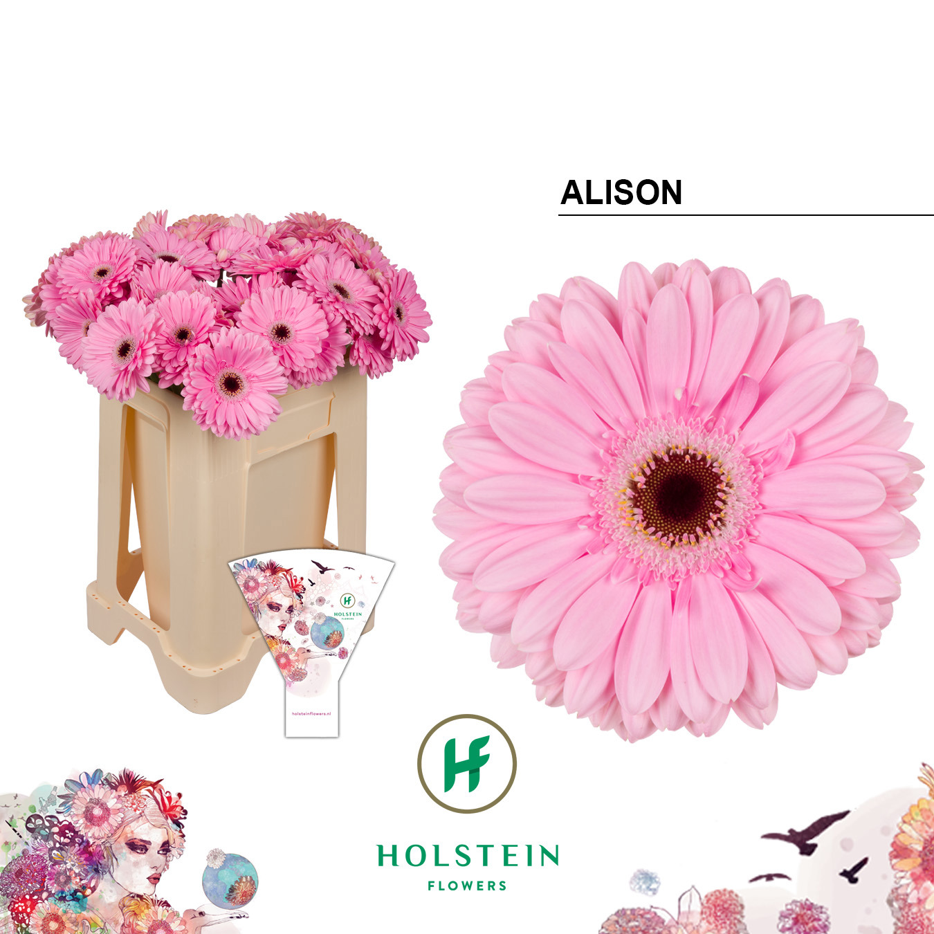 Ge Gr Alison