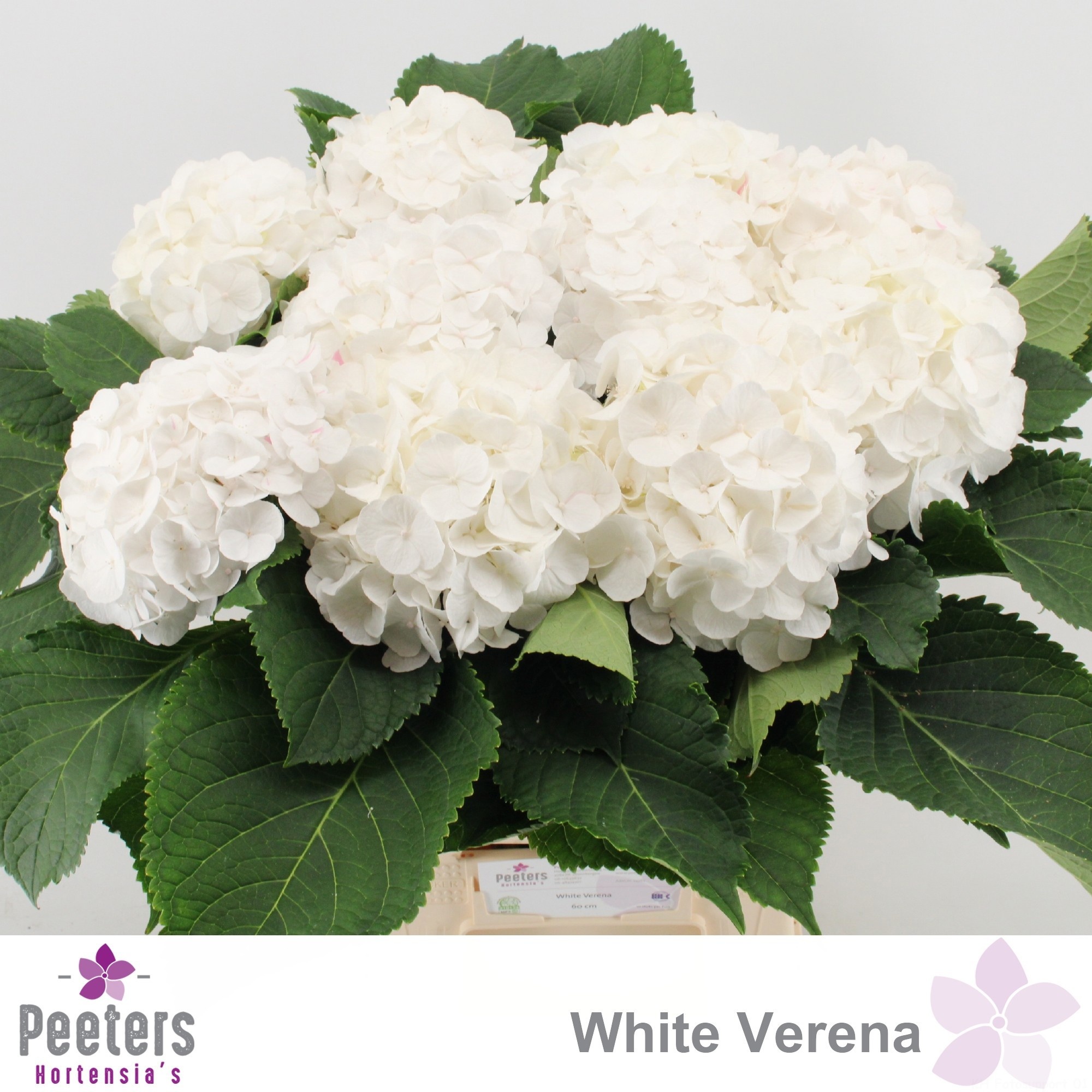 Hydrangea White Verena 60cm 17Ø