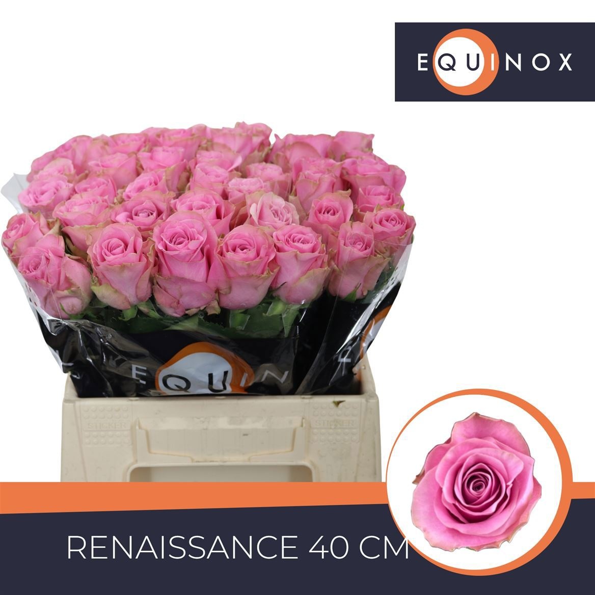 R Gr Renaissance