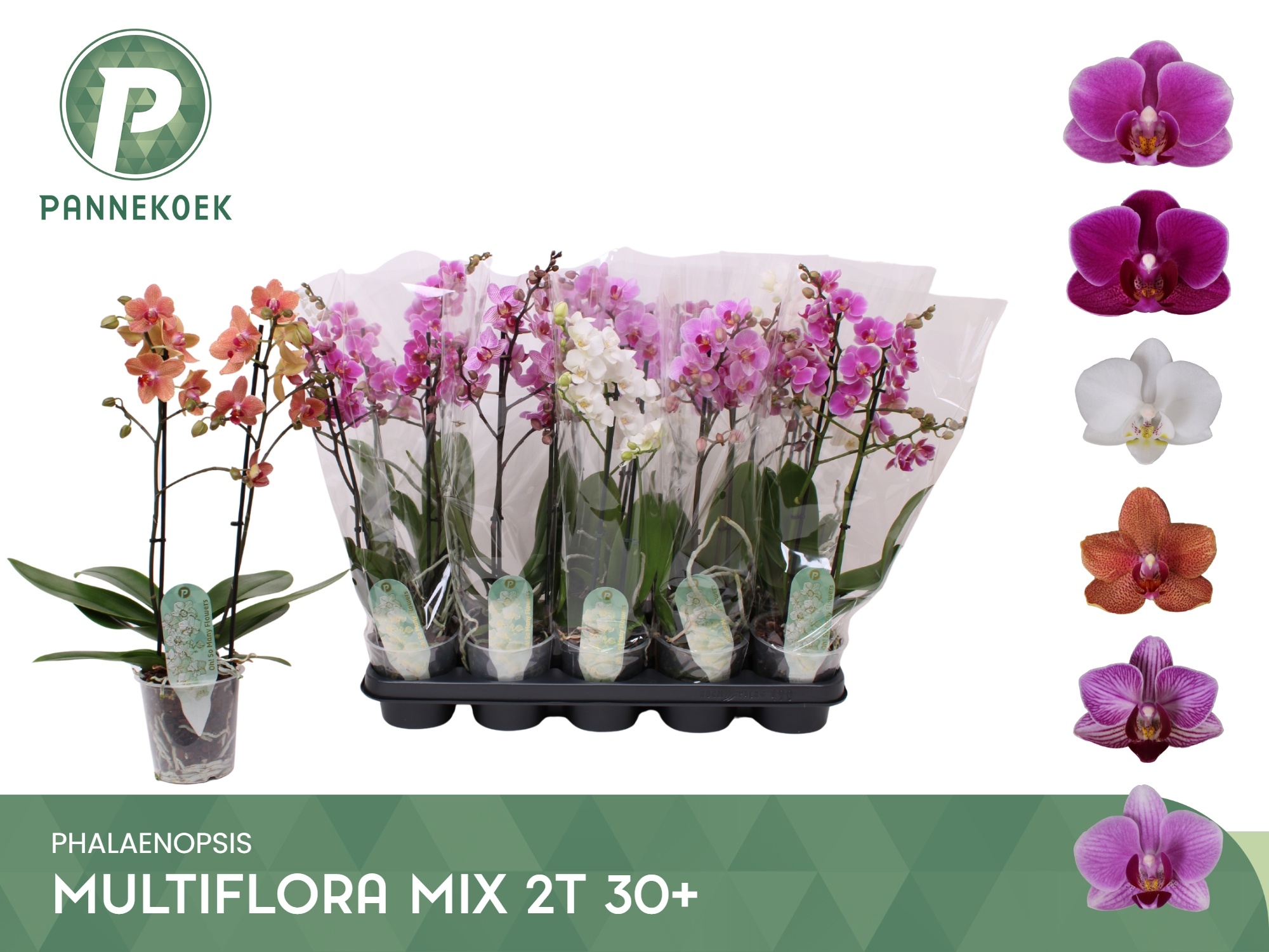 Phal Mf Gem 5 Kl 12P 50H 2TAK 30bloem 23bloei