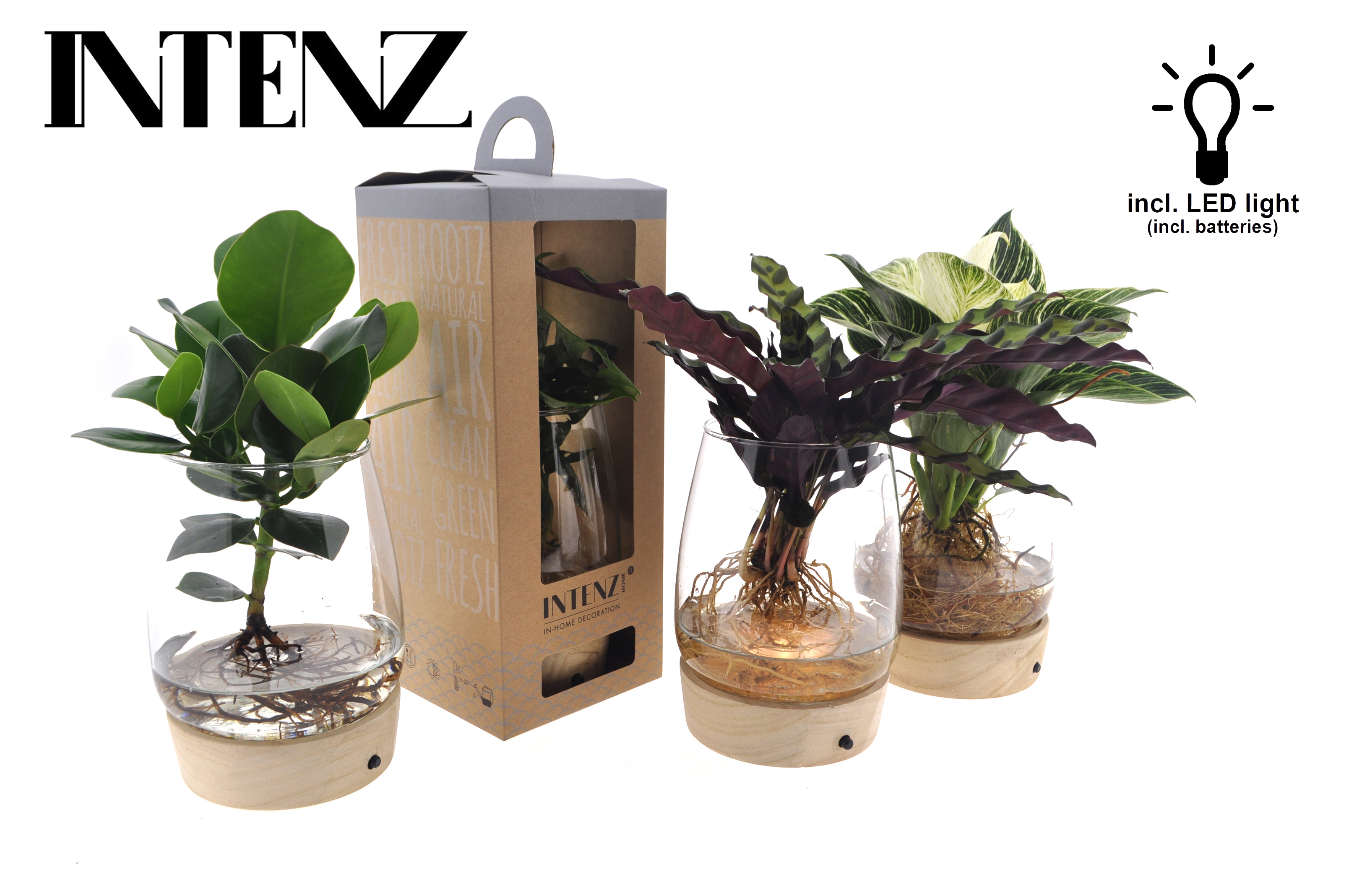 Picture of Hydroponic Intenz varieties in Kingston glass + LED + giftbox P12 45cm