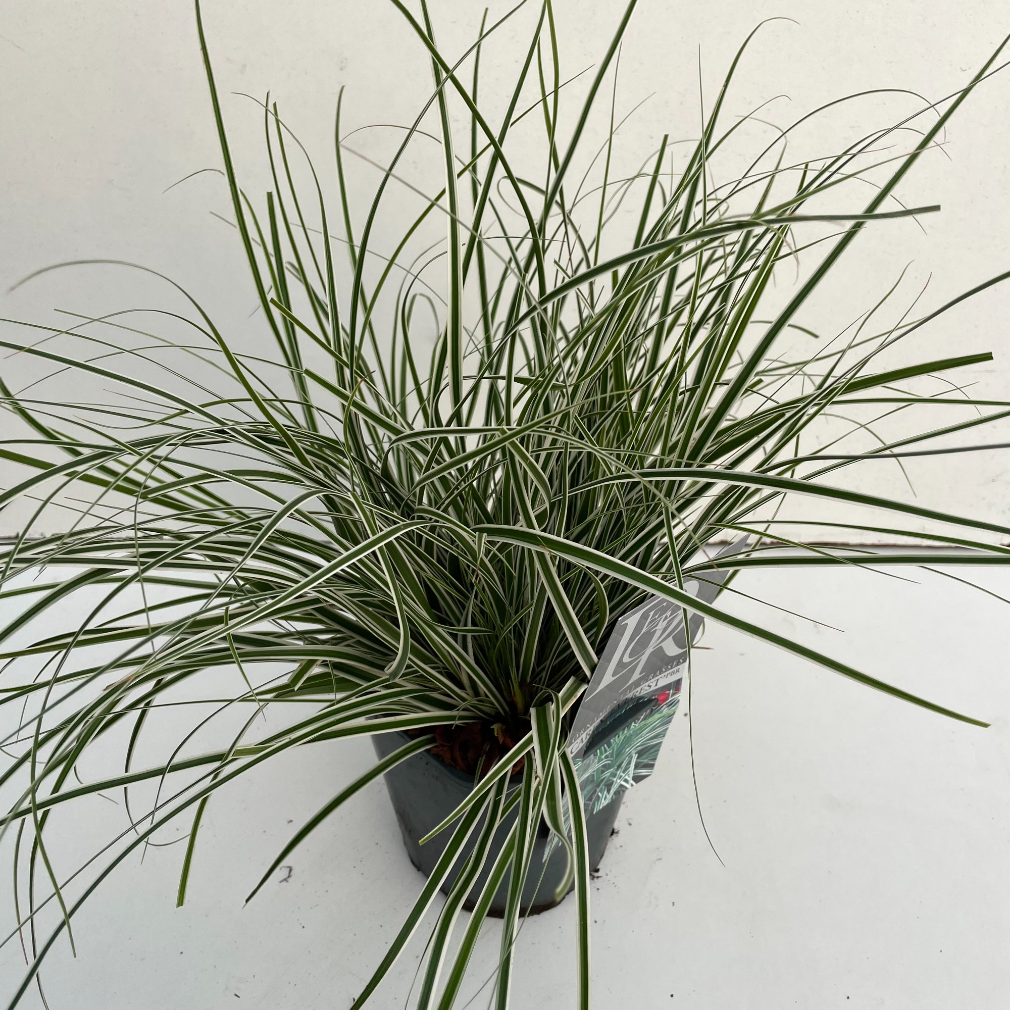 Picture of Carex Everest P17 (2 Ltr) Square