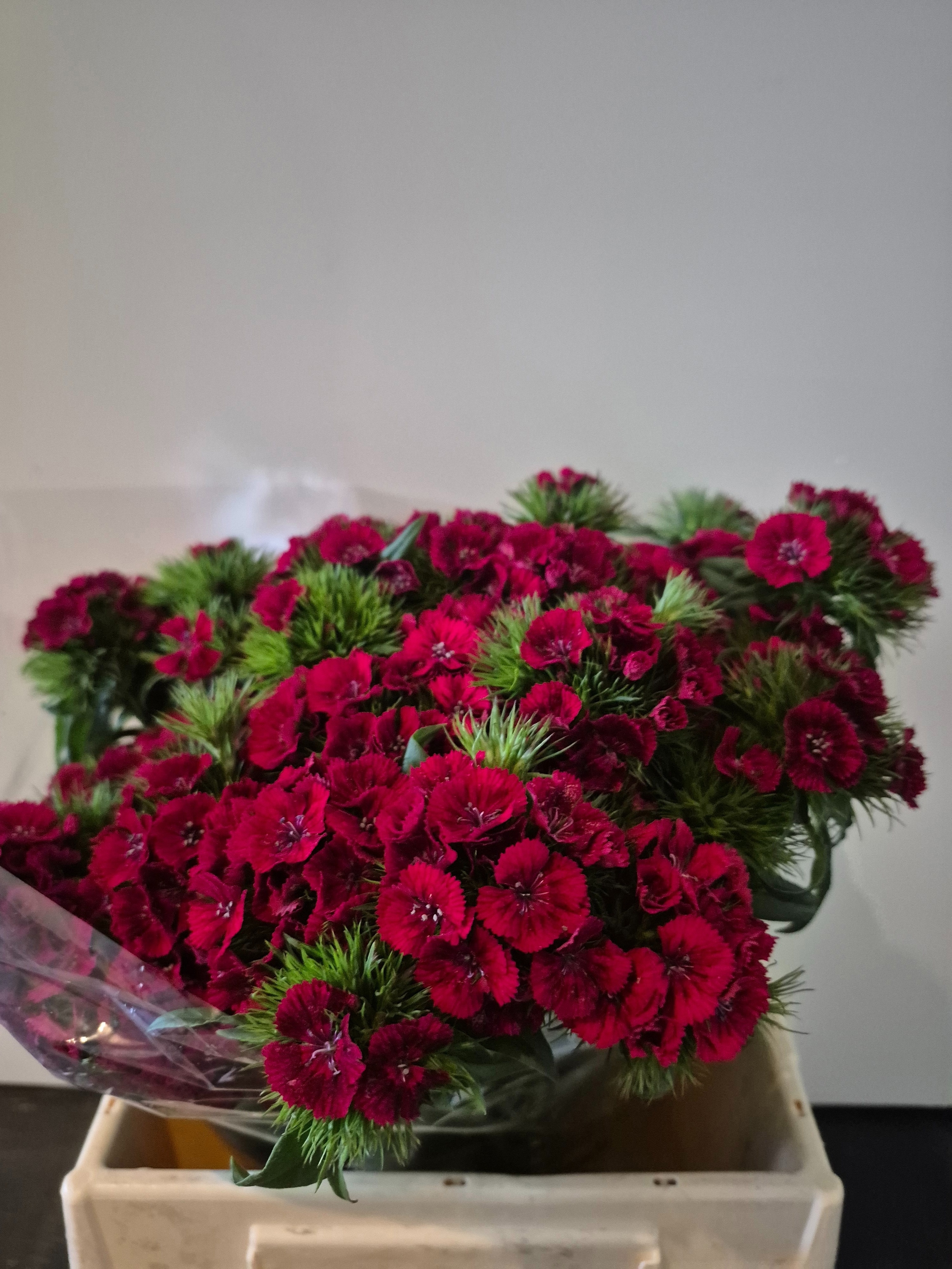 Dianthus Barb Red 40cm
