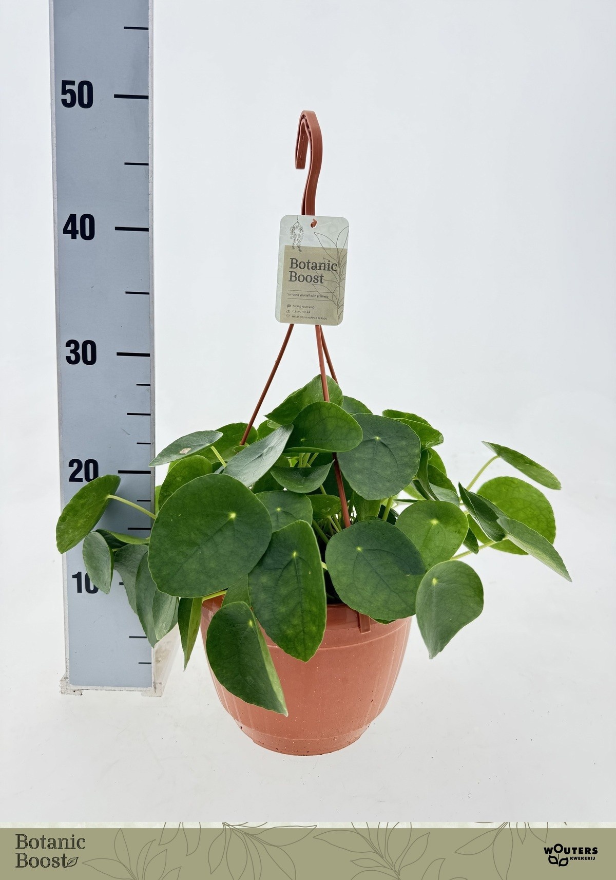 Pilea Peperomioides 21P 30H