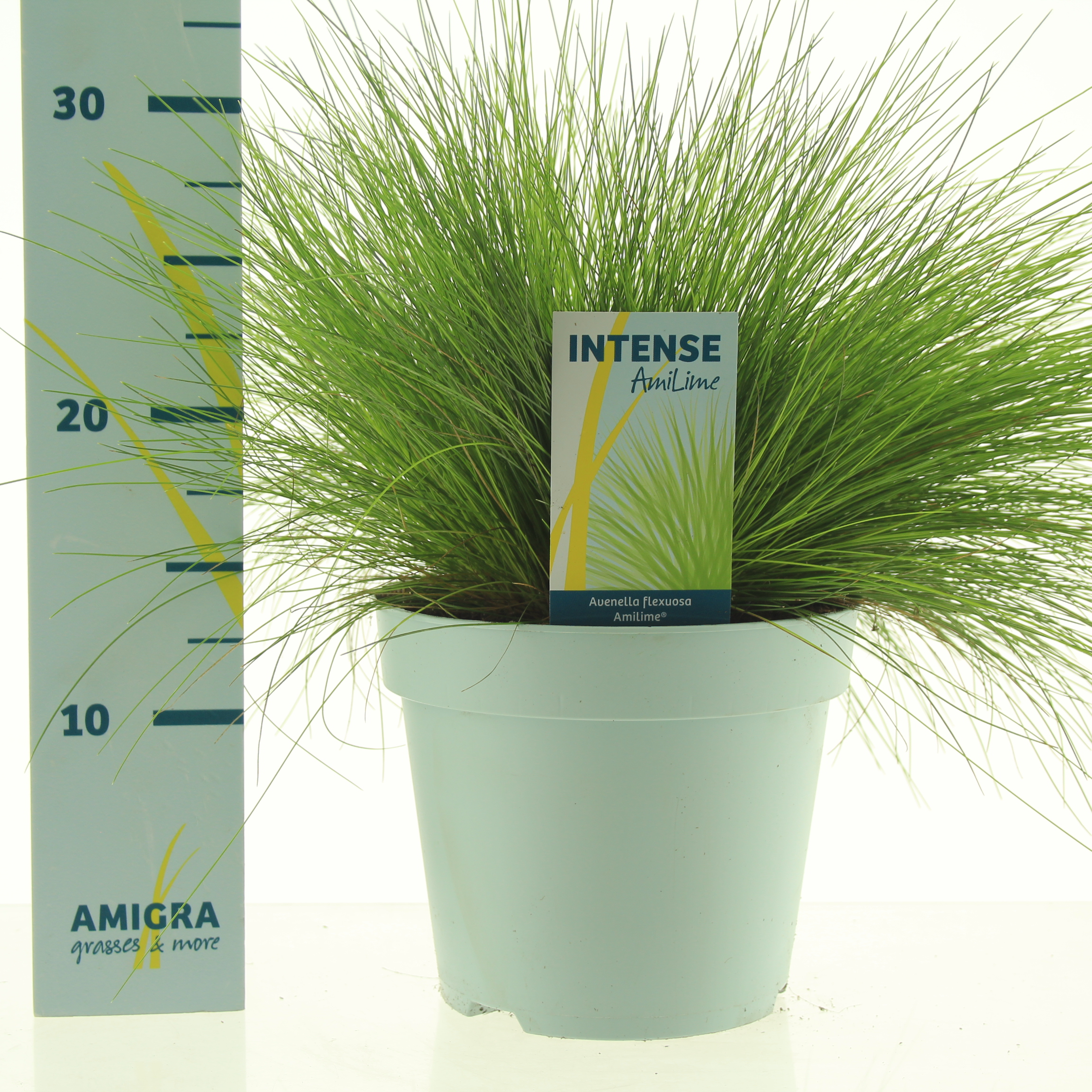 Picture of Deschampsia flexuosa AmiLime® P17 (2 Ltr)