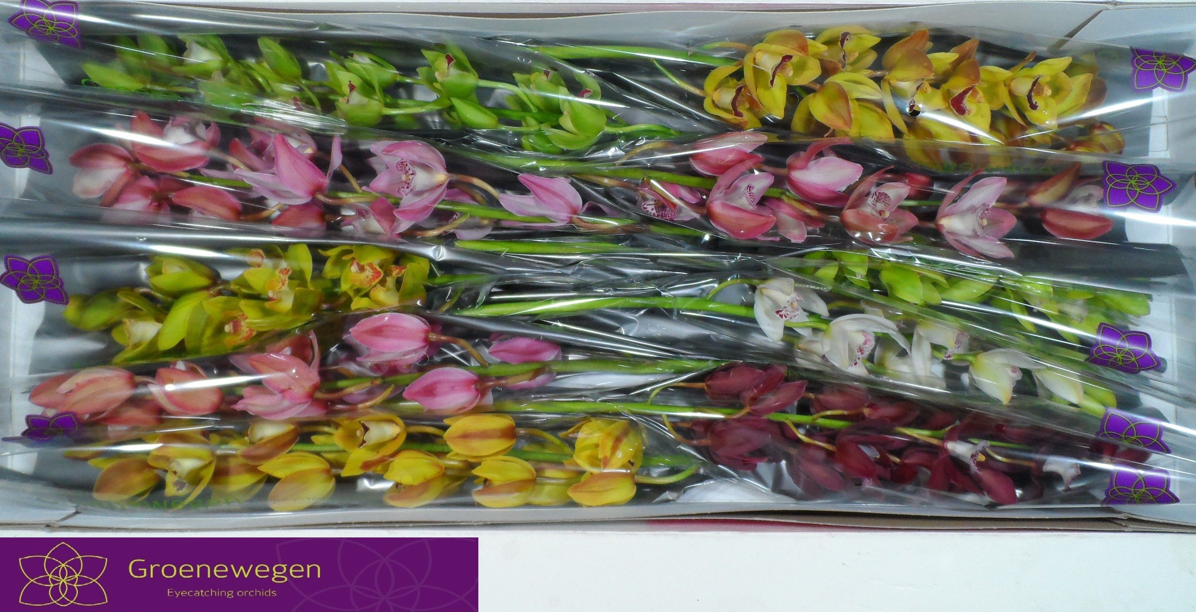 Cymbidium Asst Mini 60cm