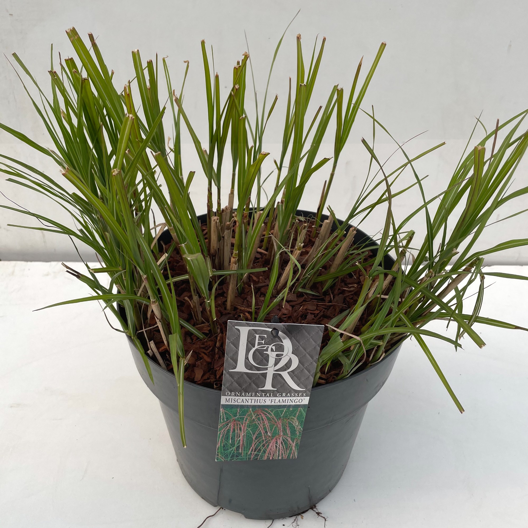 Picture of Miscanthus Flamingo P29 (10 Ltr)